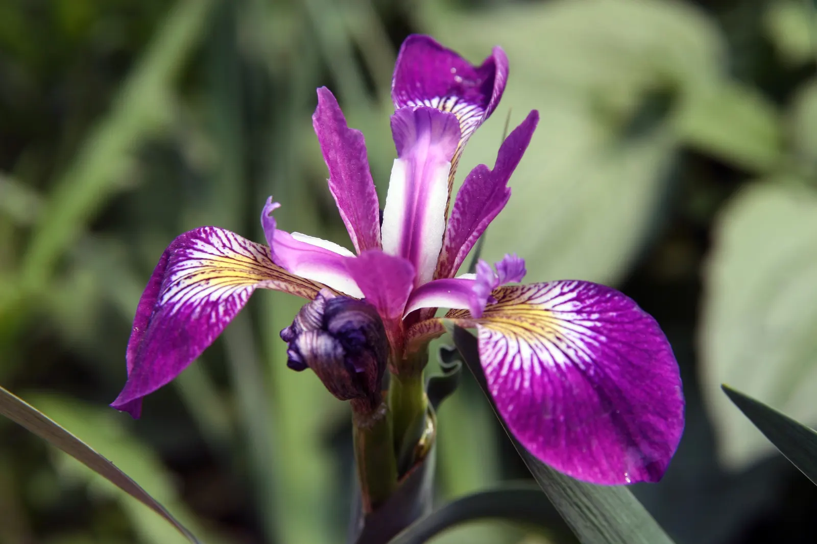 Blue Flag (Iris Versicolor) — blue and lavender and multi-colored flowers in the garden; is a captivating perennial that brings a splash of vibrant, image 73