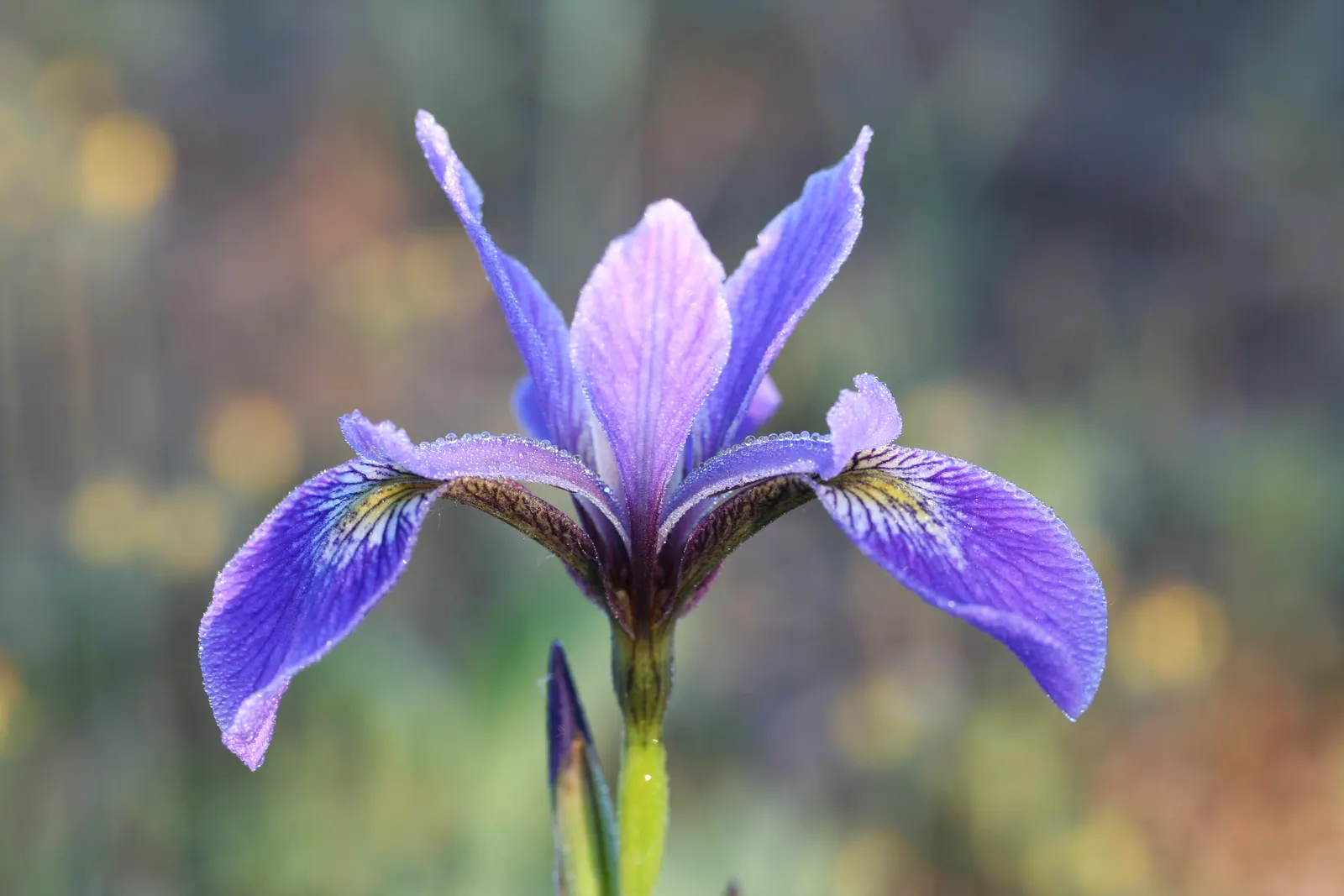 Blue Flag (Iris Versicolor) — It is adaptable to a variety of soil types; grows to 2‚Äì3 feet tall with lance-shaped leaves, image 65