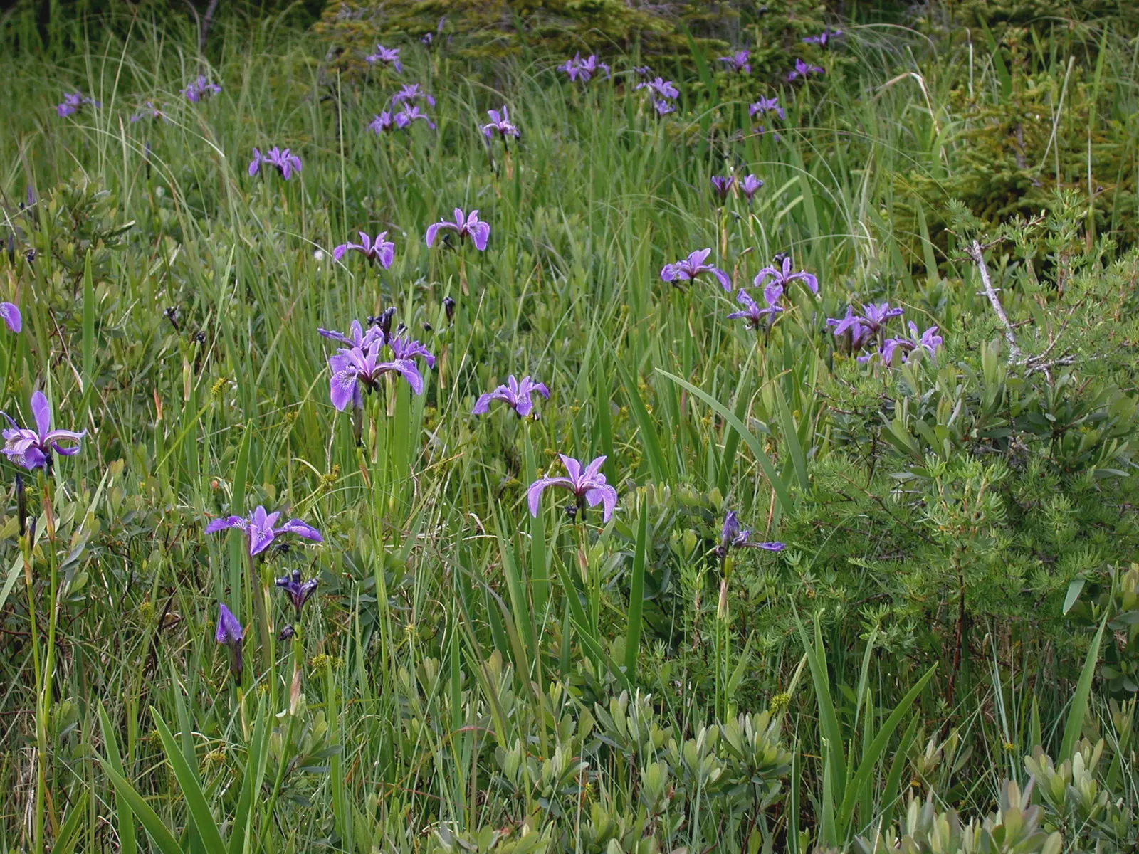 Blue Flag (Iris Versicolor) — its flowers offering a delicate yet striking appearance