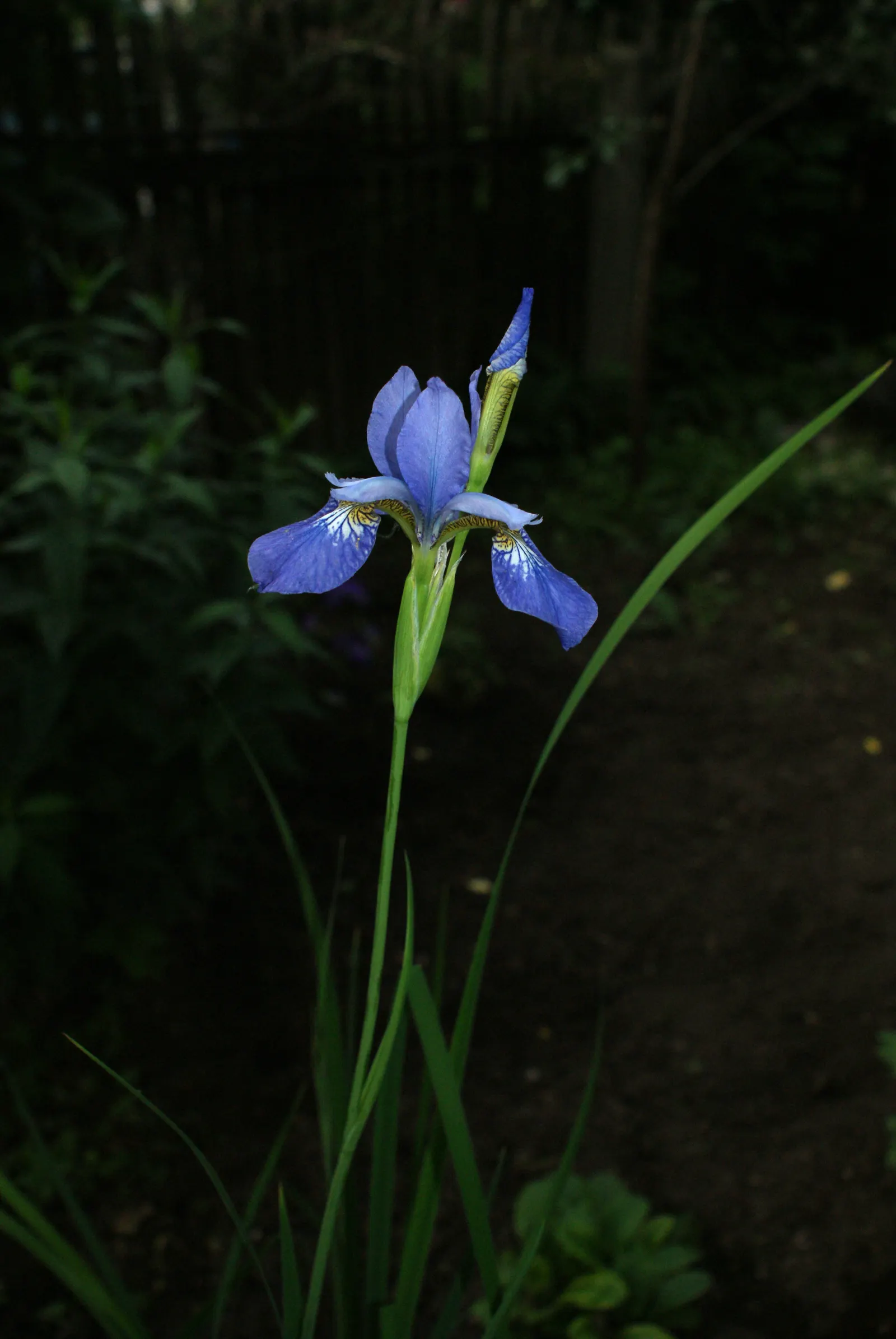 Blue Flag (Iris Versicolor) — with a minimum of four hours of direct sunlight per day to ensure optimal flowering