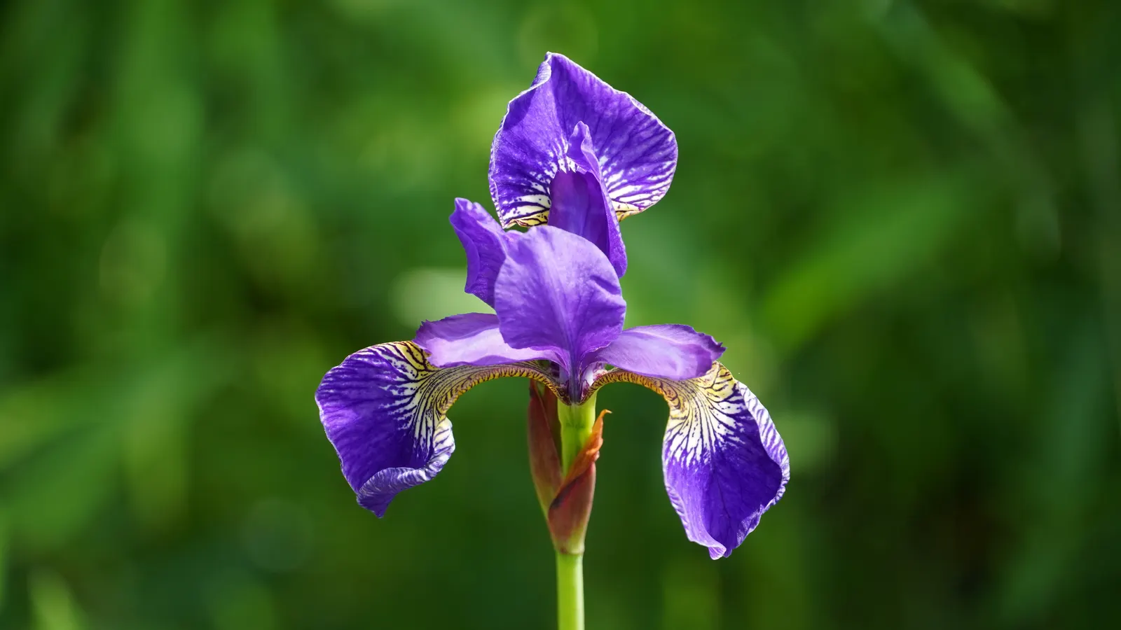 Blue Flag (Iris Versicolor) — with a minimum of four hours of direct sunlight per day to ensure optimal flowering; when incorporating Blue Flags into a