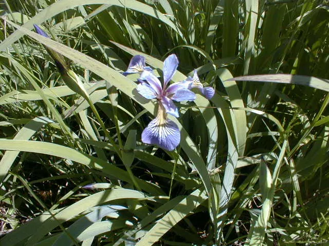 Blue Flag (Iris Versicolor) — with a minimum of four hours of direct sunlight per day to ensure optimal flowering; when incorporating Blue Flags, image 64