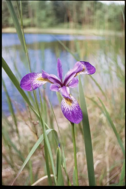 Blue Flag (Iris Versicolor) — although it flourishes in slightly acidic conditions with consistent moisture