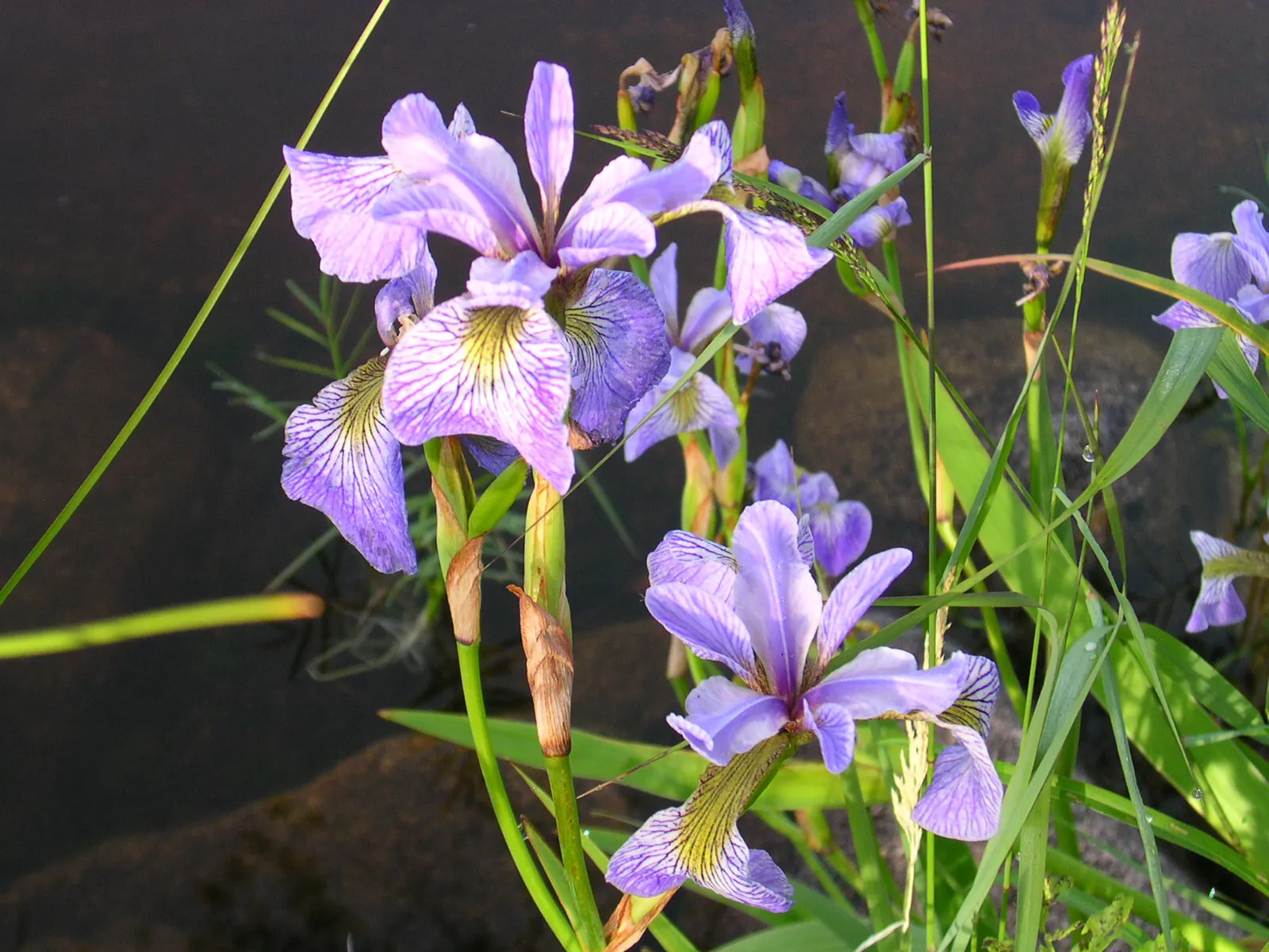 Blue Flag (Iris Versicolor) — perennial with blue and lavender and multi-colored blooms; it is adaptable to a variety of soil types, image 99