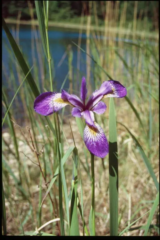Blue Flag (Iris Versicolor) — perennial with blue and lavender and multi-colored blooms