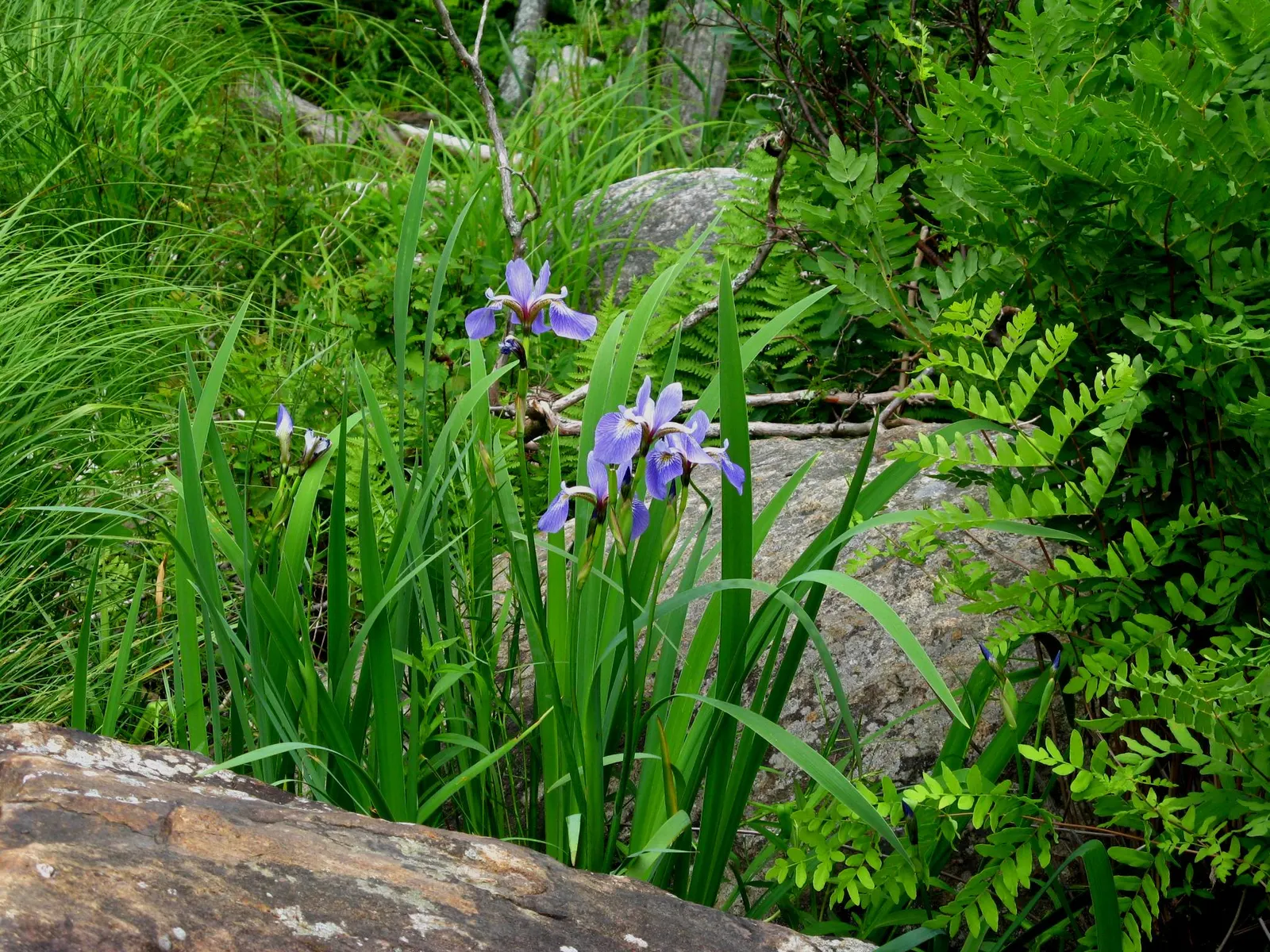 Blue Flag (Iris Versicolor) — scientifically known as Iris versicolor; consider placing them in clusters or drifts for a more natural and visually, image 82