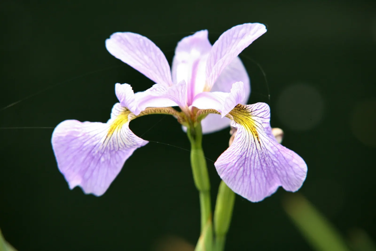 Blue Flag (Iris Versicolor) — although it flourishes in slightly acidic conditions with consistent moisture; making it an ideal choice for planting along pond