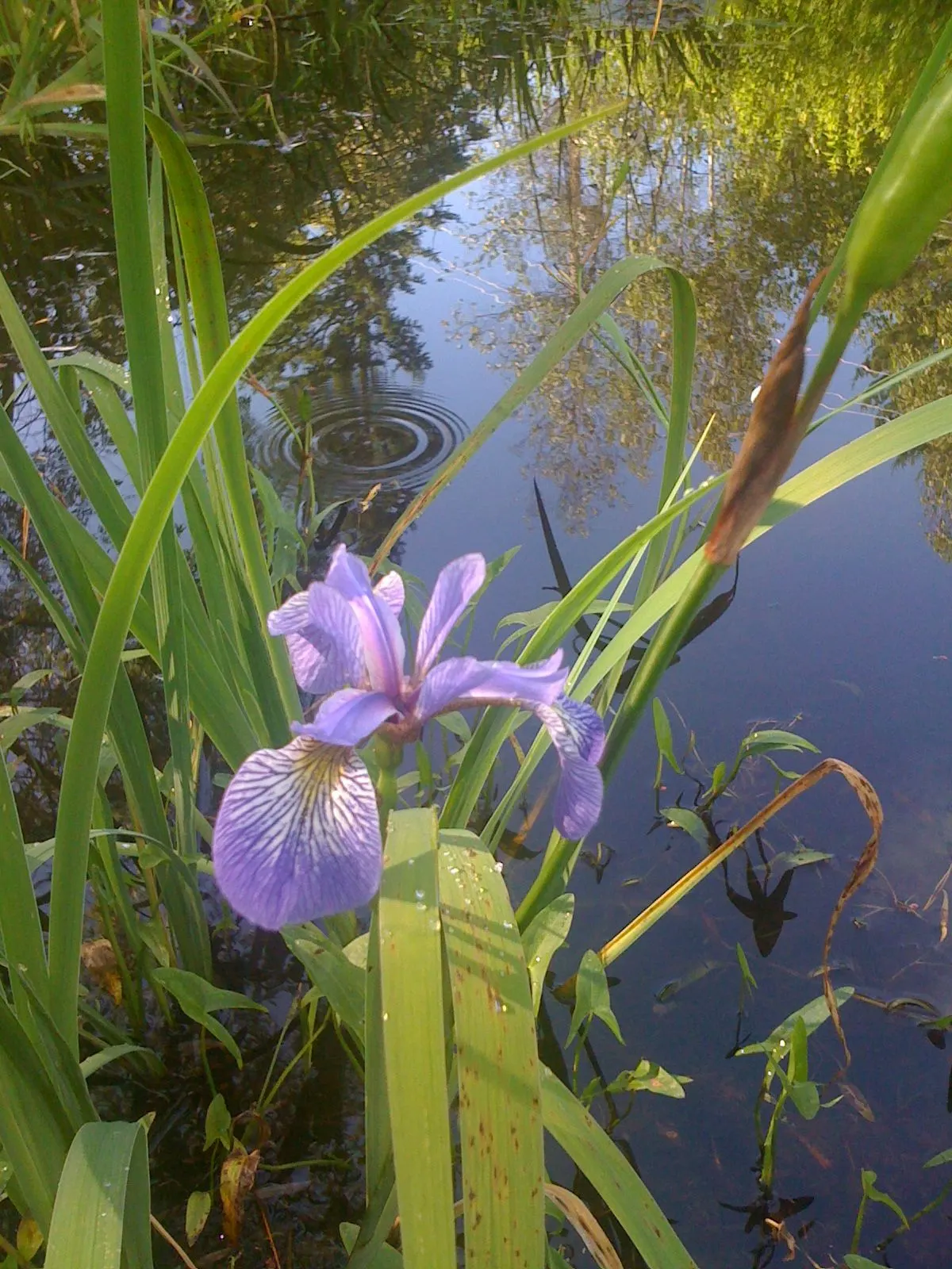 Blue Flag (Iris Versicolor) — each blossom showcases an elegant mix of purple; perennial with blue and lavender and multi-colored blooms