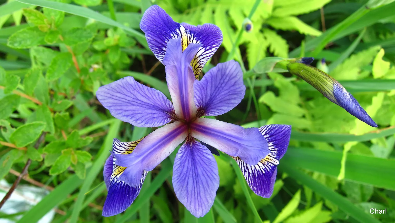 Blue Flag (Iris Versicolor) — It produces vibrant blue to purple flowers in late spring, each with six petal-like parts; iris versicolor is an, image 78