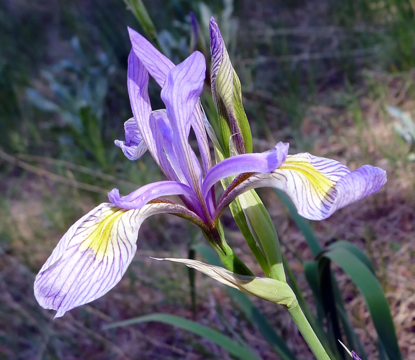 Blue Flag (Iris Versicolor) — Prefers full to partial sun and wet conditions, thriving in zones 3-9; perennial for half