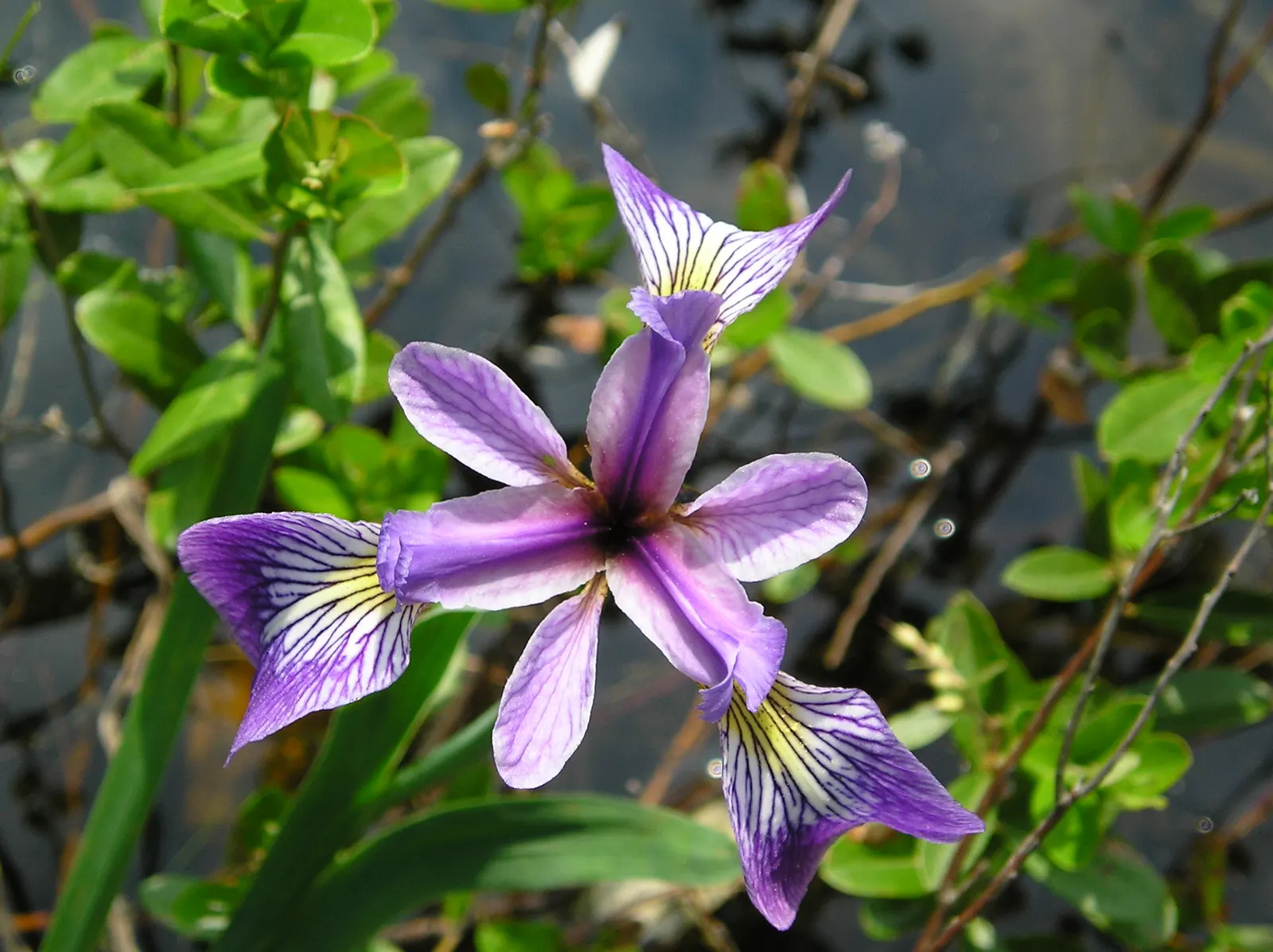 Blue Flag (Iris Versicolor) — When incorporating Blue Flags into a landscape; its flowers offering a delicate yet striking appearance, image 70