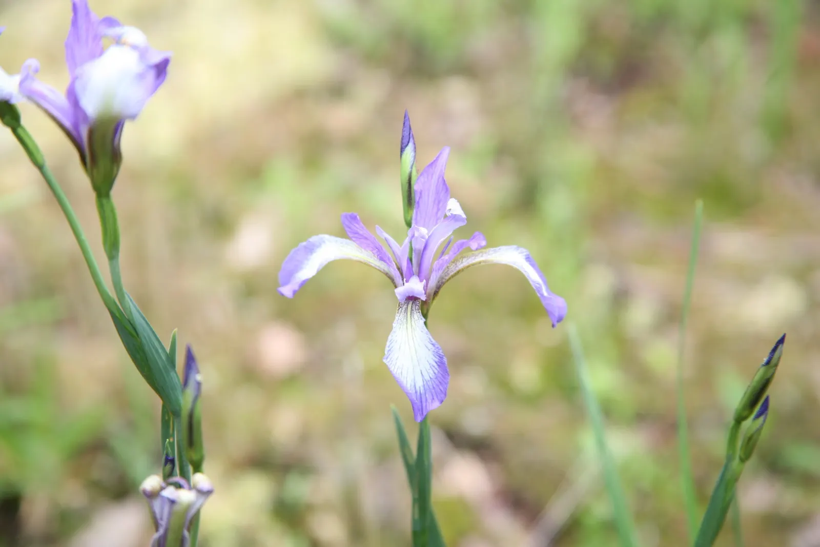 Blue Flag (Iris Versicolor) — making it an ideal choice for planting along pond edges or in naturalized wetland areas; with its striking, image 59