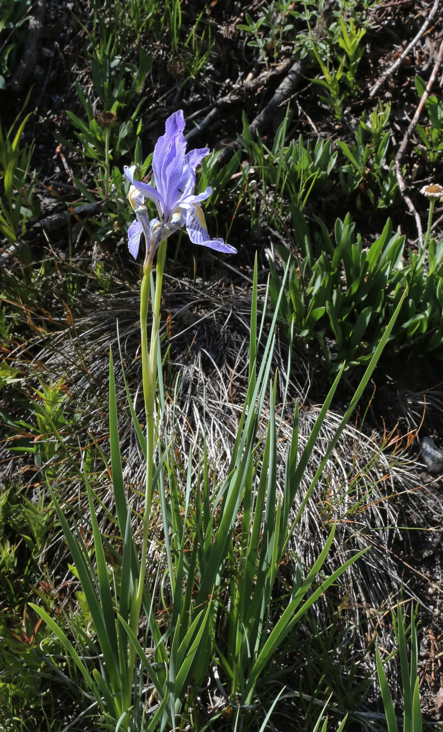 Blue Flag (Iris Versicolor) — perennial for half; this species is considered low-maintenance
