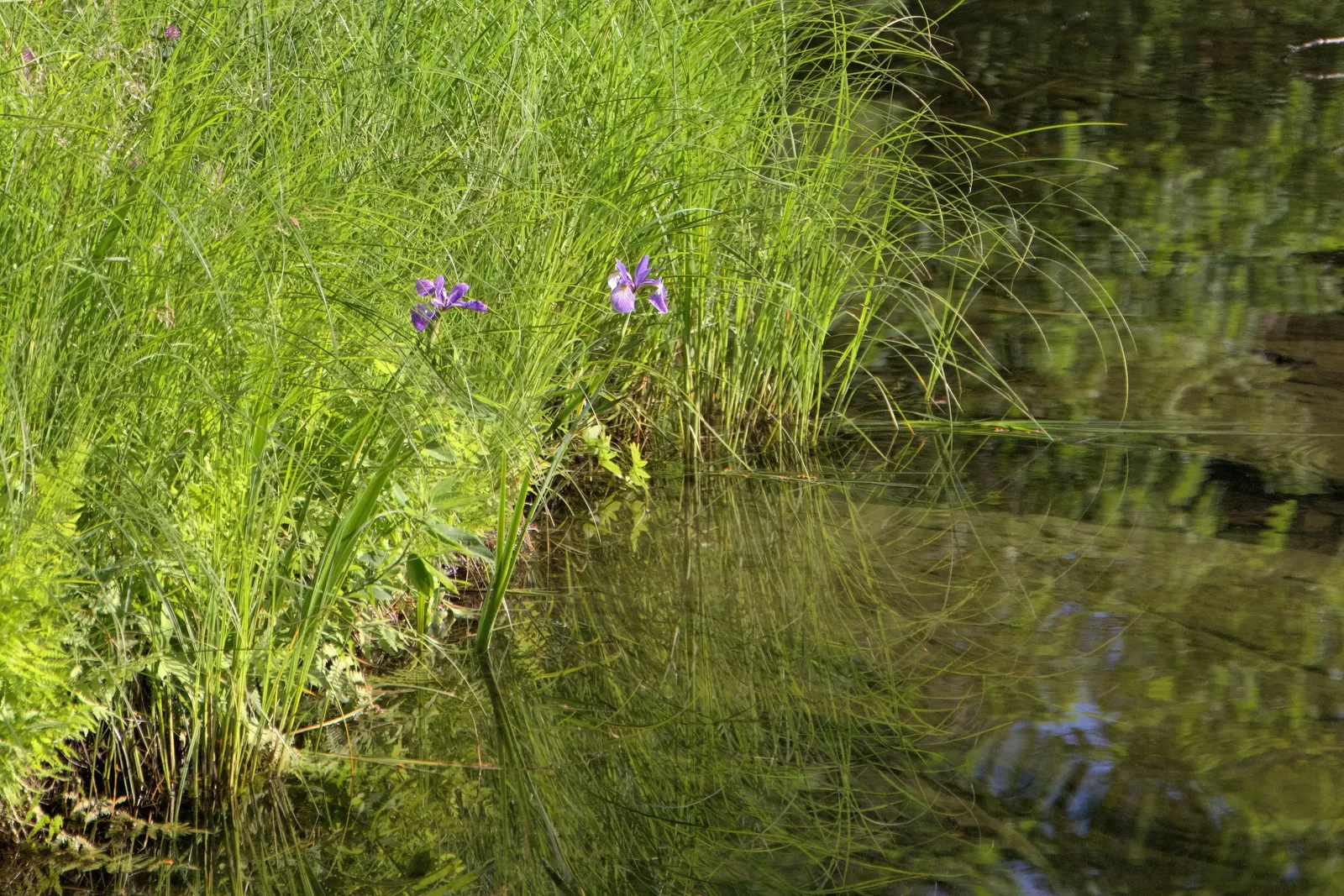 Blue Flag (Iris Versicolor) — This species is considered low-maintenance; iris versicolor, or Blue Flag, is a striking perennial native to North America