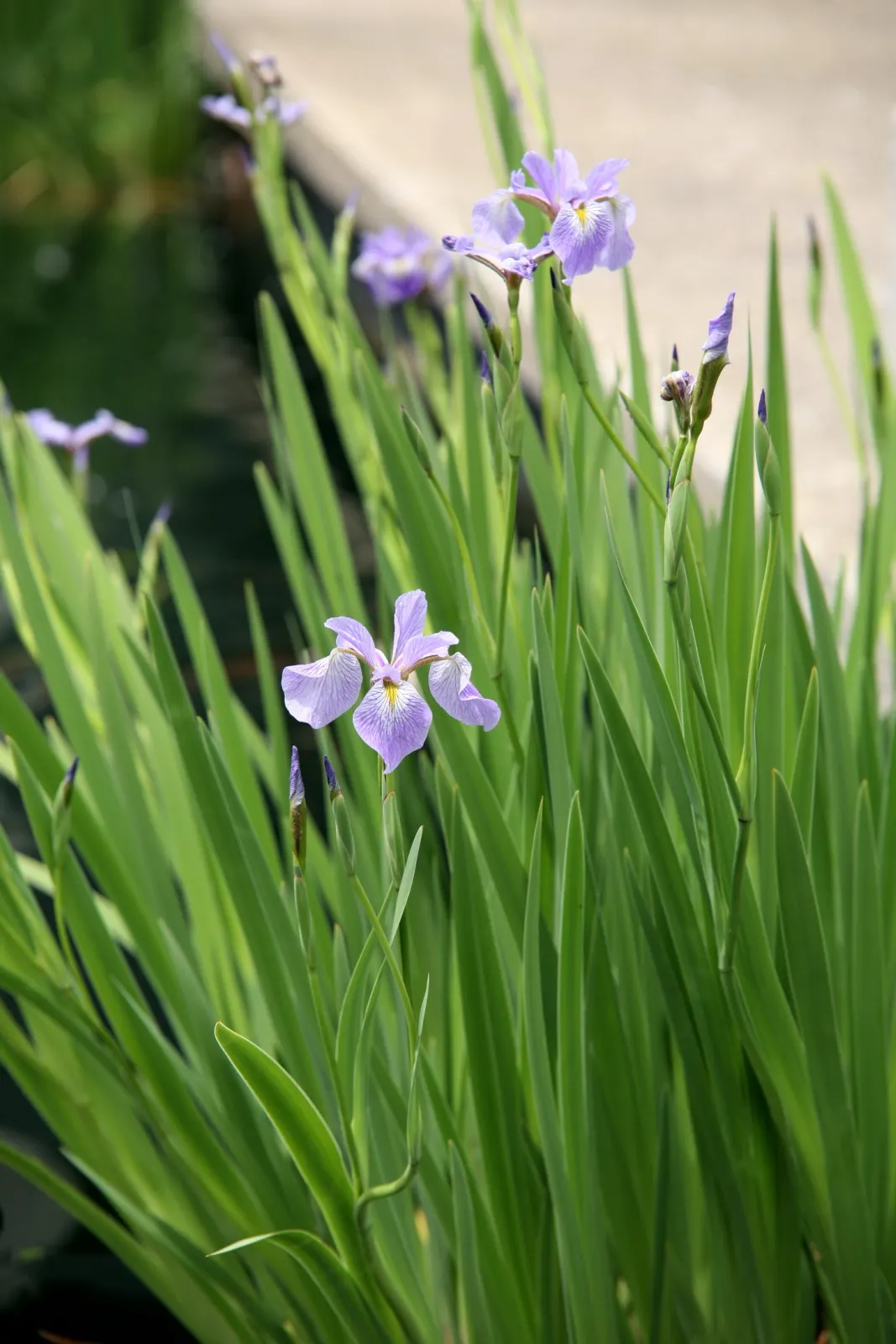 Blue Flag (Iris Versicolor) — Provides habitat support and attracts pollinators, offering both ecological and aesthetic benefits; with a minimum of, image 56