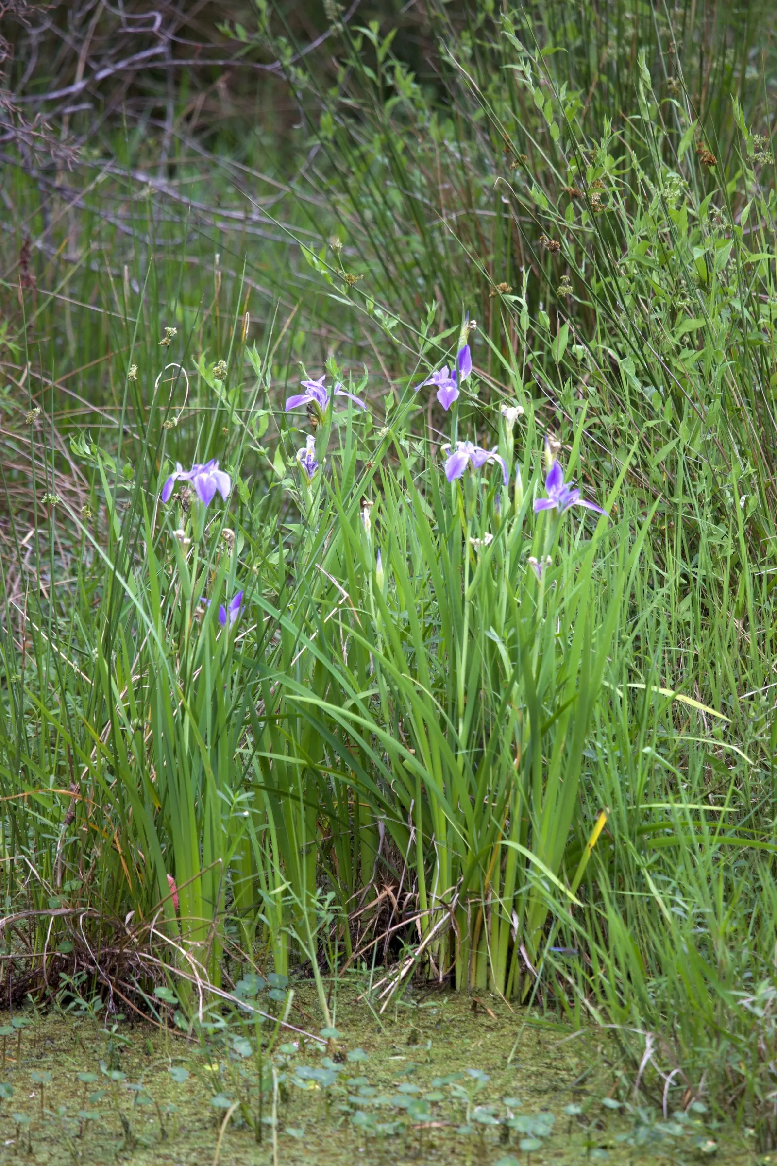 Blue Flag (Iris Versicolor) — where its water filtration capabilities can be used to improve soil and water quality; ideal for rain gardens and, image 94