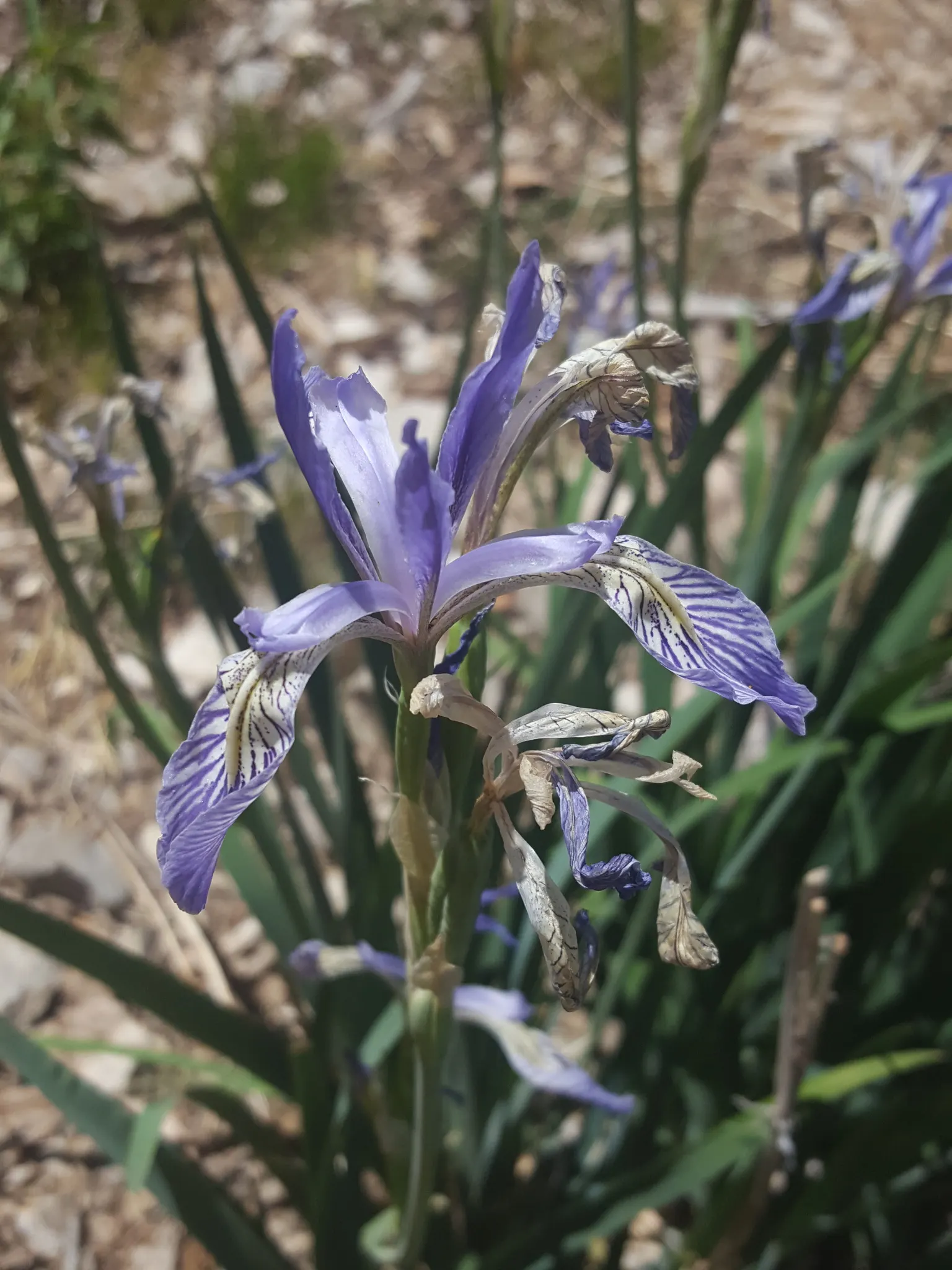 Blue Flag (Iris Versicolor) — When incorporating Blue Flags into a landscape; its flowers offering a delicate yet striking appearance