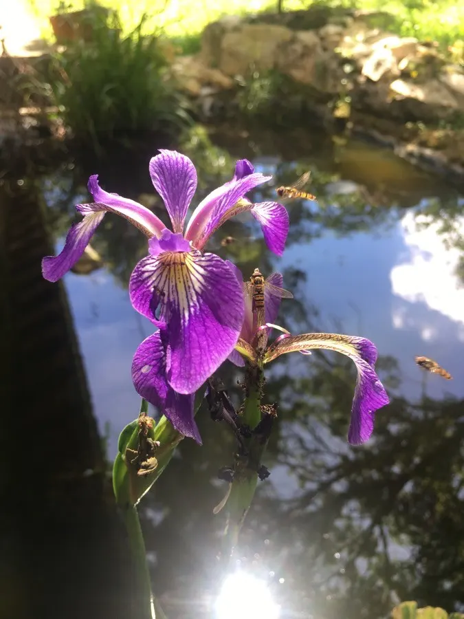 Blue Flag (Iris Versicolor) — Iris versicolor is an excellent choice for a water garden or a rain garden design; blue and lavender and, image 68