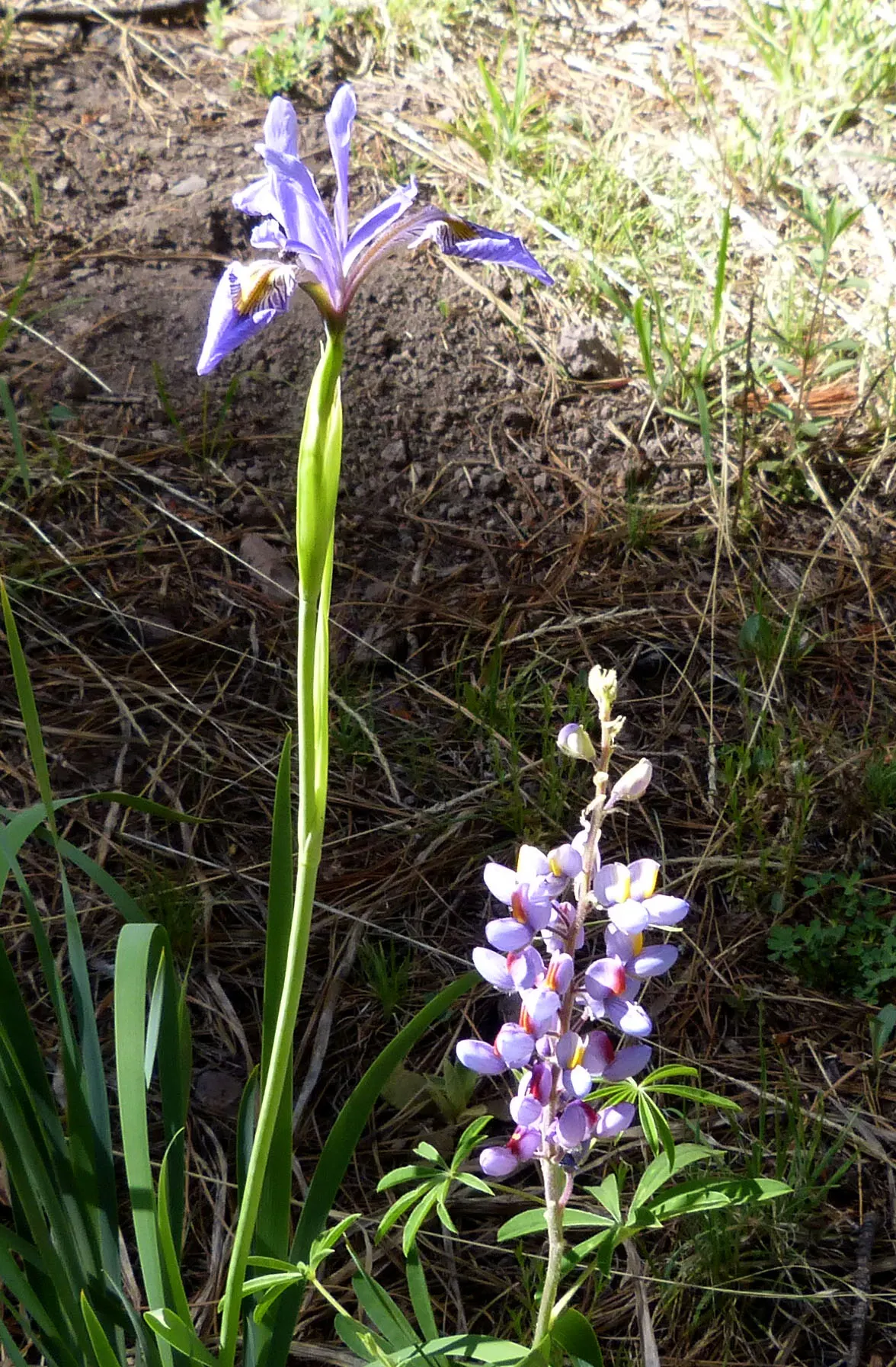 Blue Flag (Iris Versicolor) — Iris versicolor, or Blue Flag, is a striking perennial native to North America; prefers full to partial sun and wet, image 76