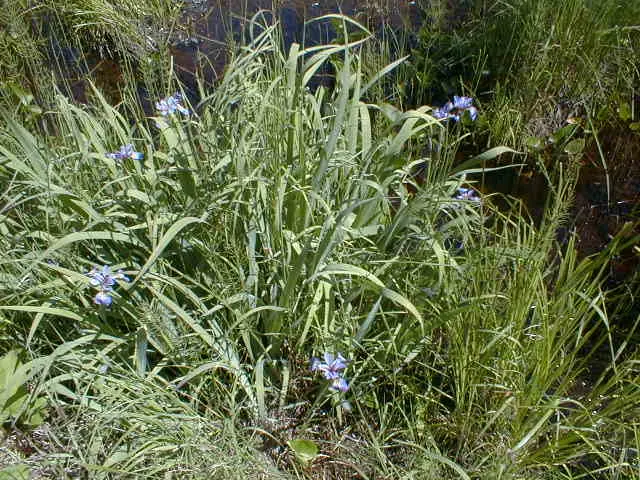 Blue Flag (Iris Versicolor) — each blossom showcases an elegant mix of purple