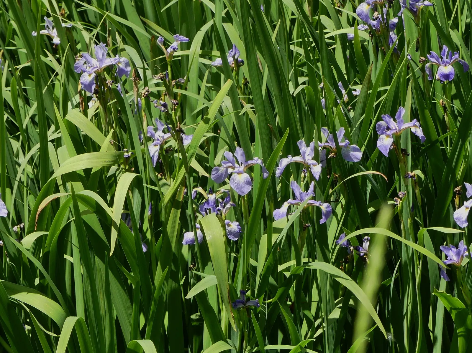 Blue Flag (Iris Versicolor) — Prefers full to partial sun and wet conditions, thriving in zones 3-9; perennial for half, image 54