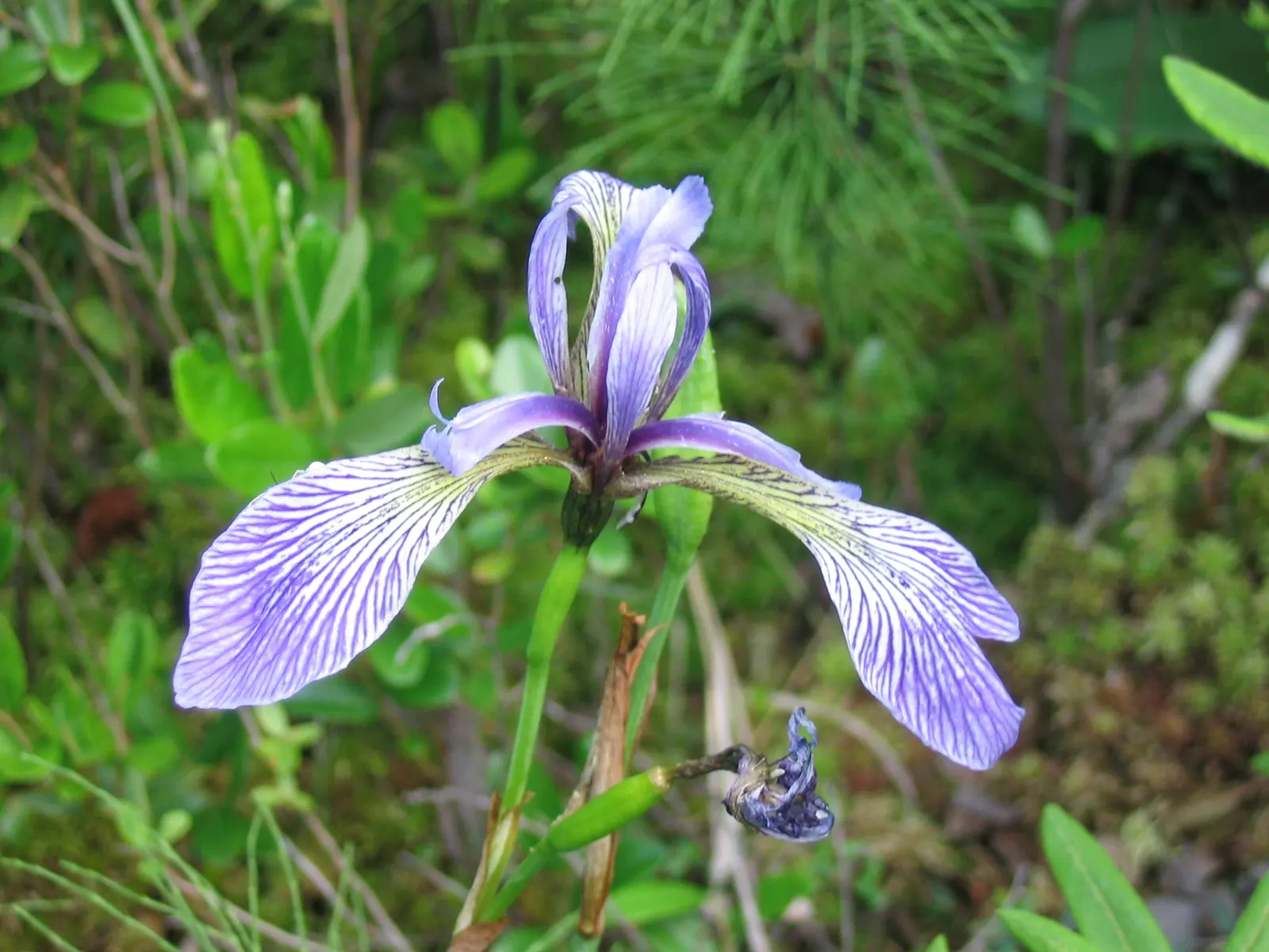 Blue Flag (Iris Versicolor) — Iris versicolor, or Blue Flag, is a striking perennial native to North America