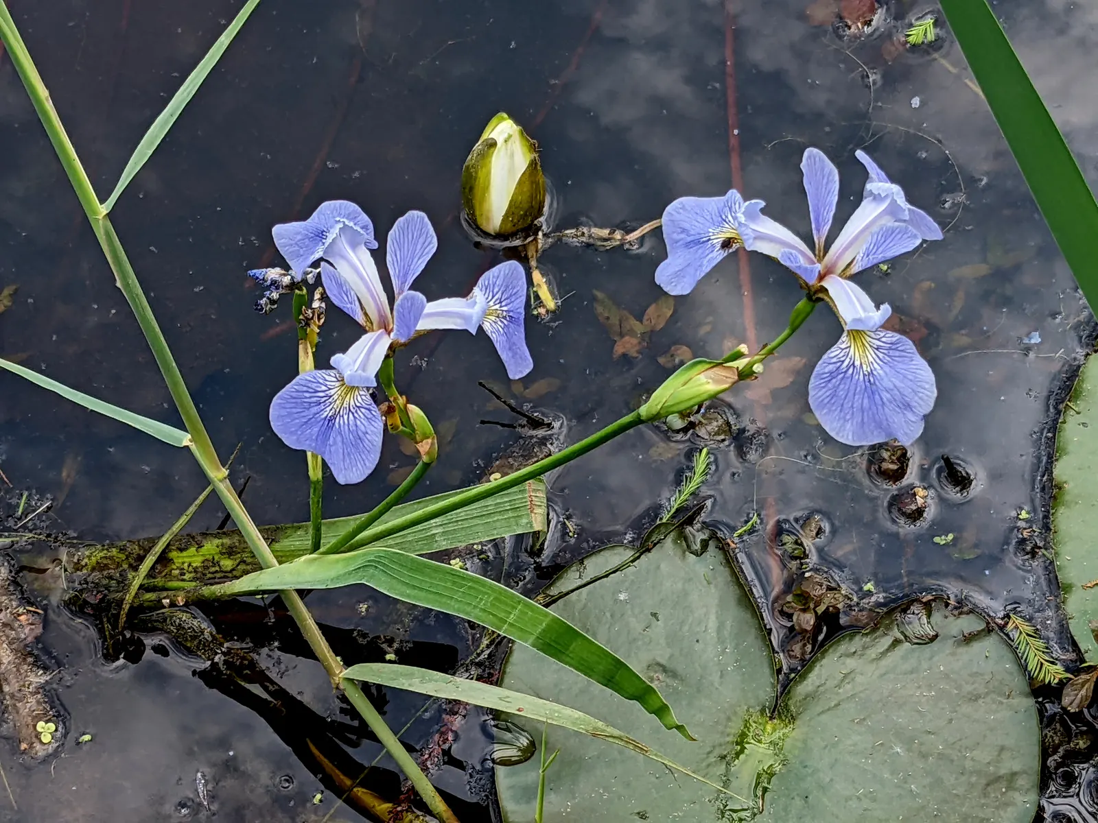 Blue Flag (Iris Versicolor) — <br><br>Given its beauty and habitat preferences