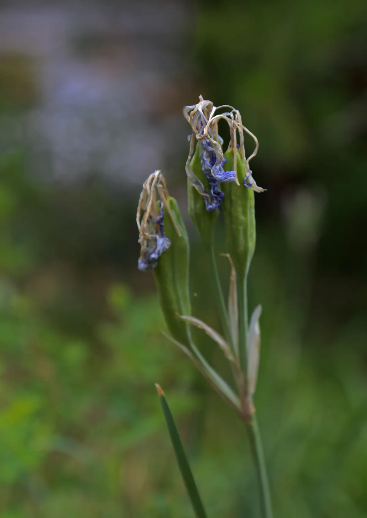 Blue Flag (Iris Versicolor) — The plant prefers full sun to partial shade, image 38