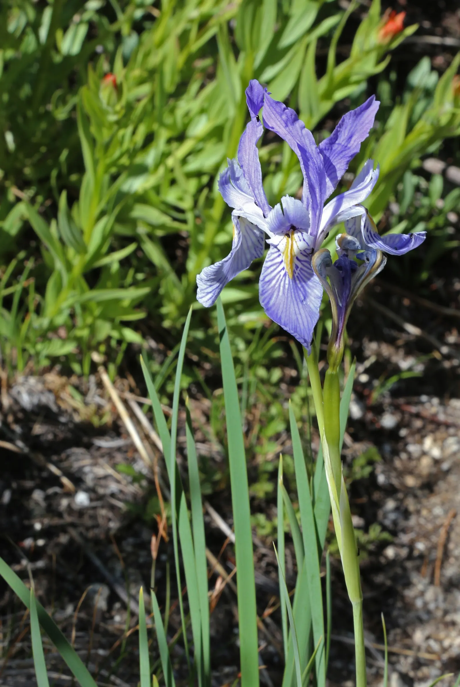 Blue Flag (Iris Versicolor) — It produces vibrant blue to purple flowers in late spring, each with six petal-like parts; iris versicolor is an, image 53