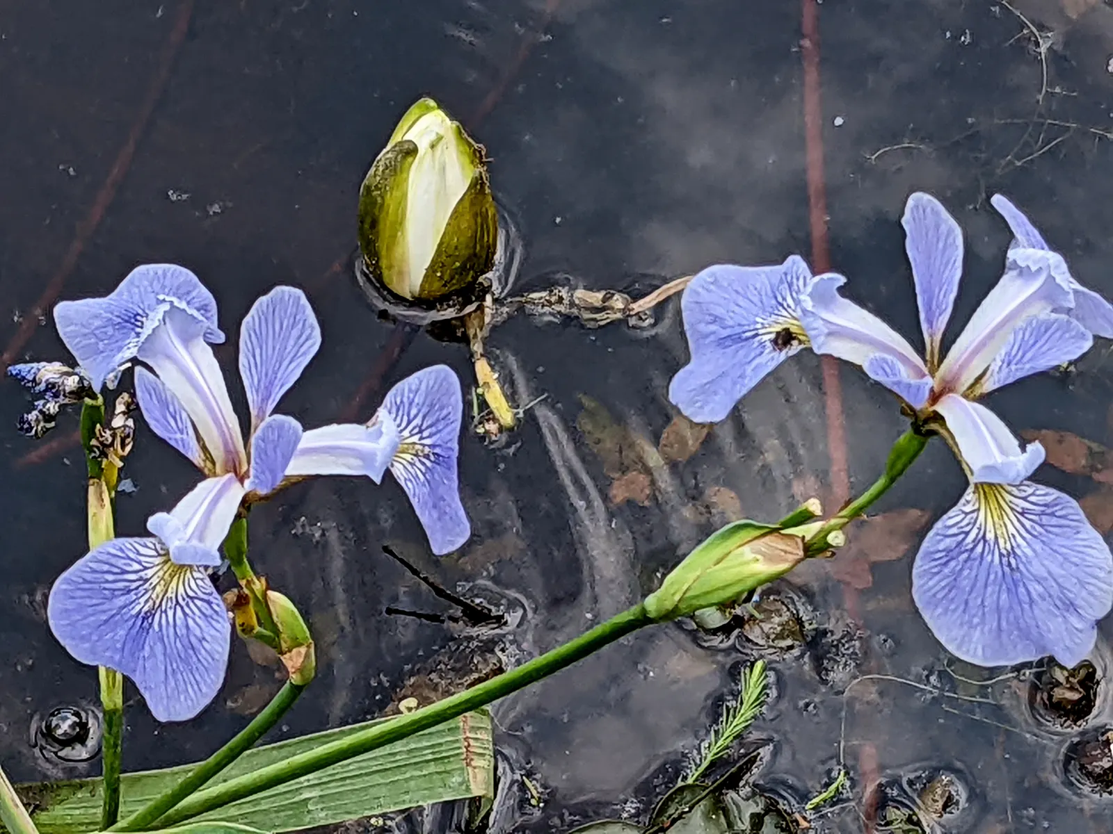 Blue Flag (Iris Versicolor) — Grows to 2‚Äì3 feet tall with lance-shaped leaves