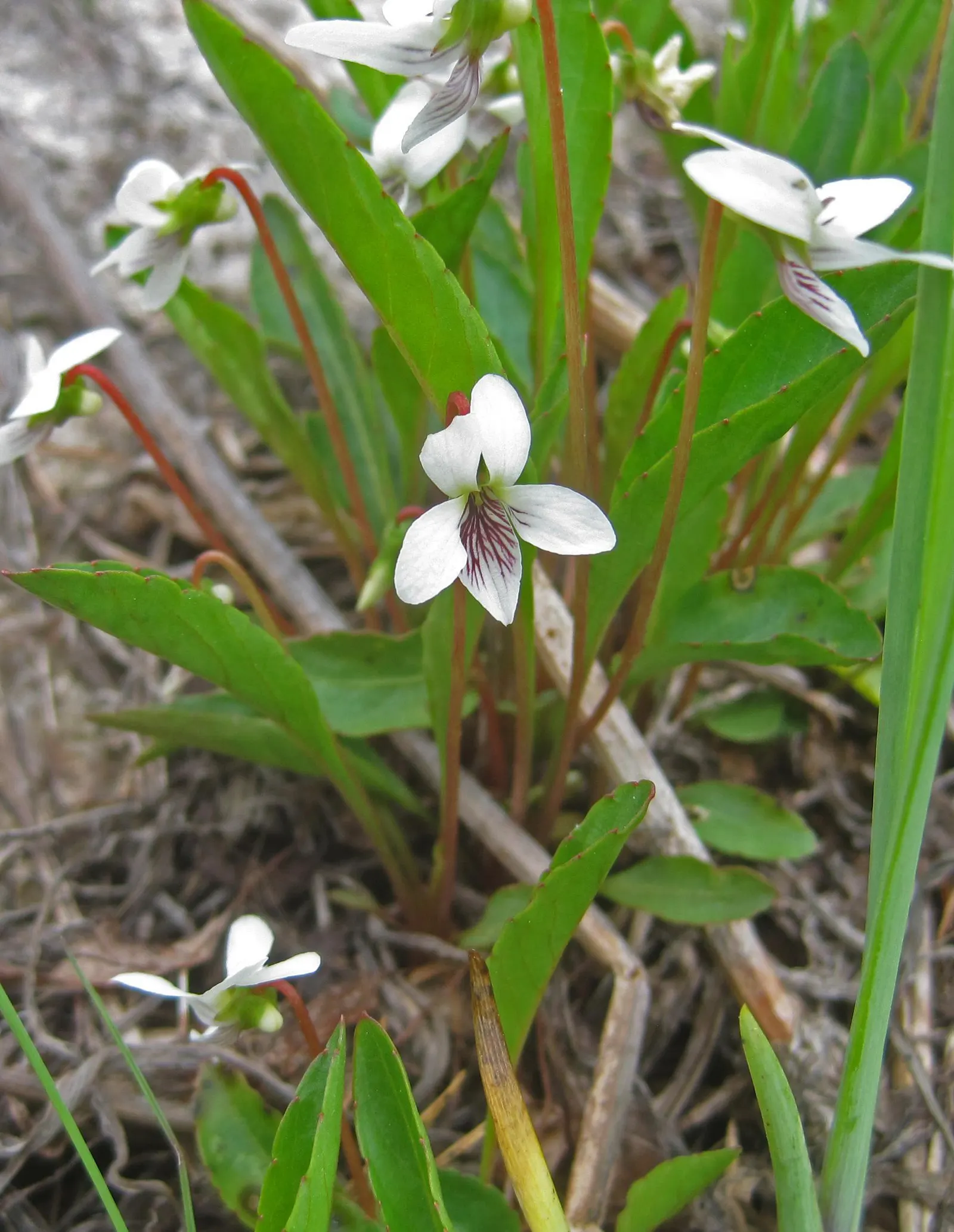 Blue Flag (Iris Versicolor) — With its striking blue-violet flowers; <br><br>Given its beauty and habitat preferences, image 85