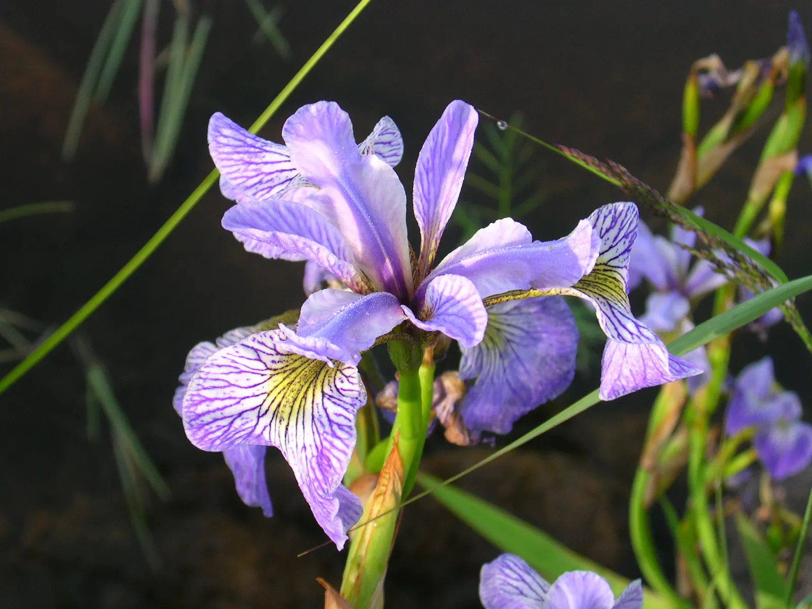 Blue Flag (Iris Versicolor) — The plant prefers full sun to partial shade, image 88