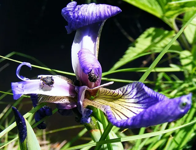 Blue Flag (Iris Versicolor) — Grows to 2‚Äì3 feet tall with lance-shaped leaves; each blossom showcases an elegant mix of purple