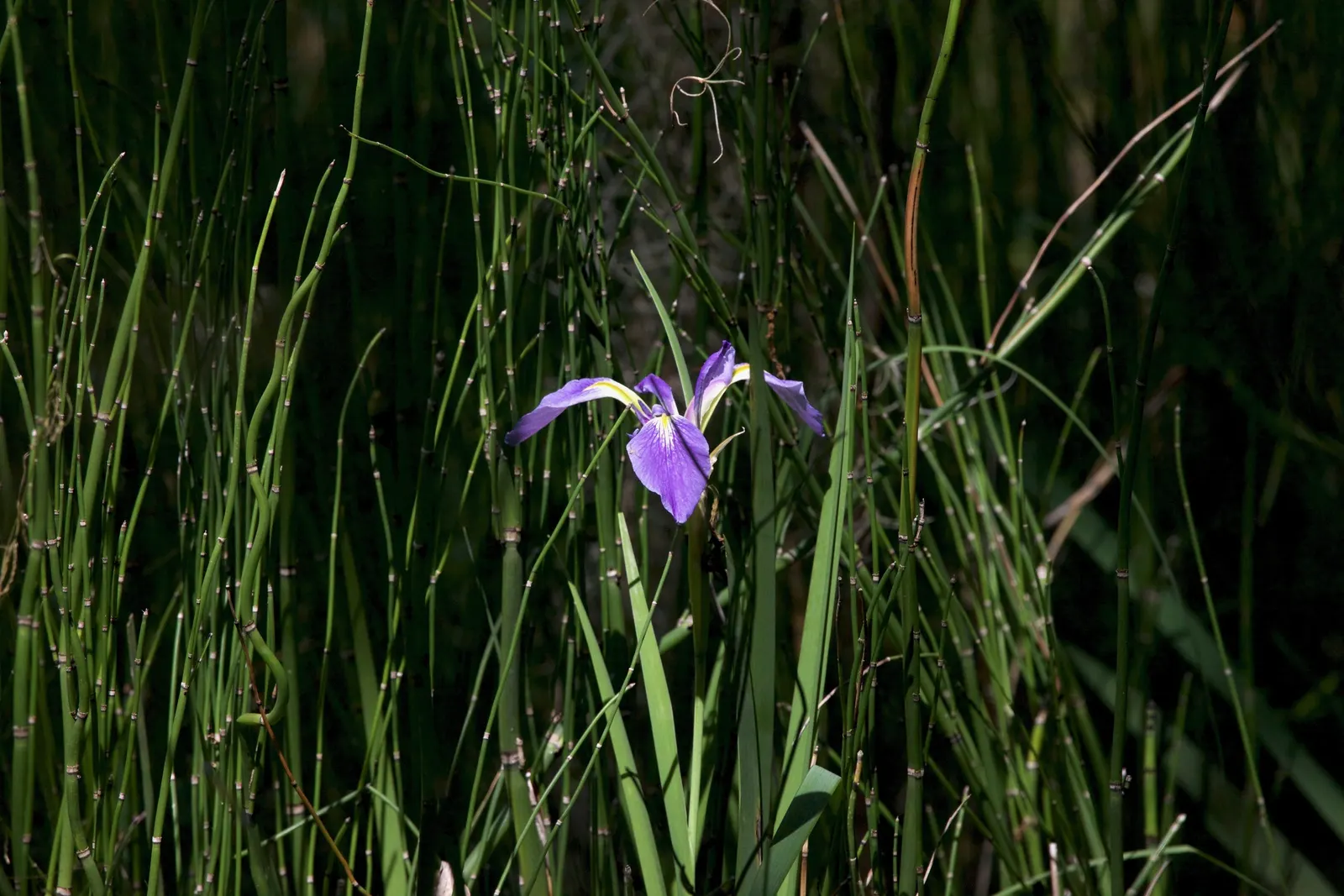 Blue Flag (Iris Versicolor) — It is adaptable to a variety of soil types; grows to 2‚Äì3 feet tall with lance-shaped leaves, image 90