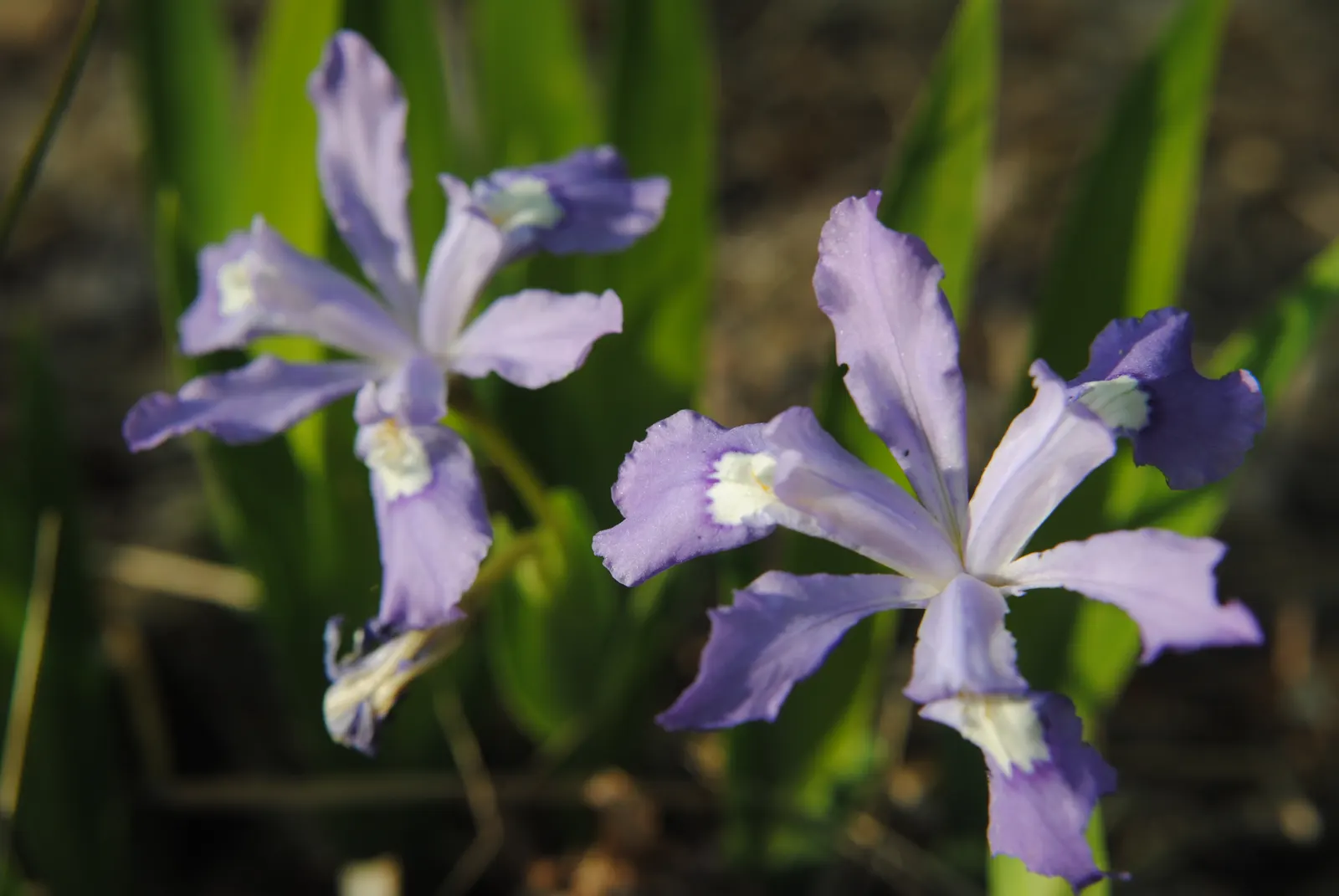 Blue Flag (Iris Versicolor) — scientifically known as Iris versicolor; consider placing them in clusters or drifts for a more natural and visually appealing