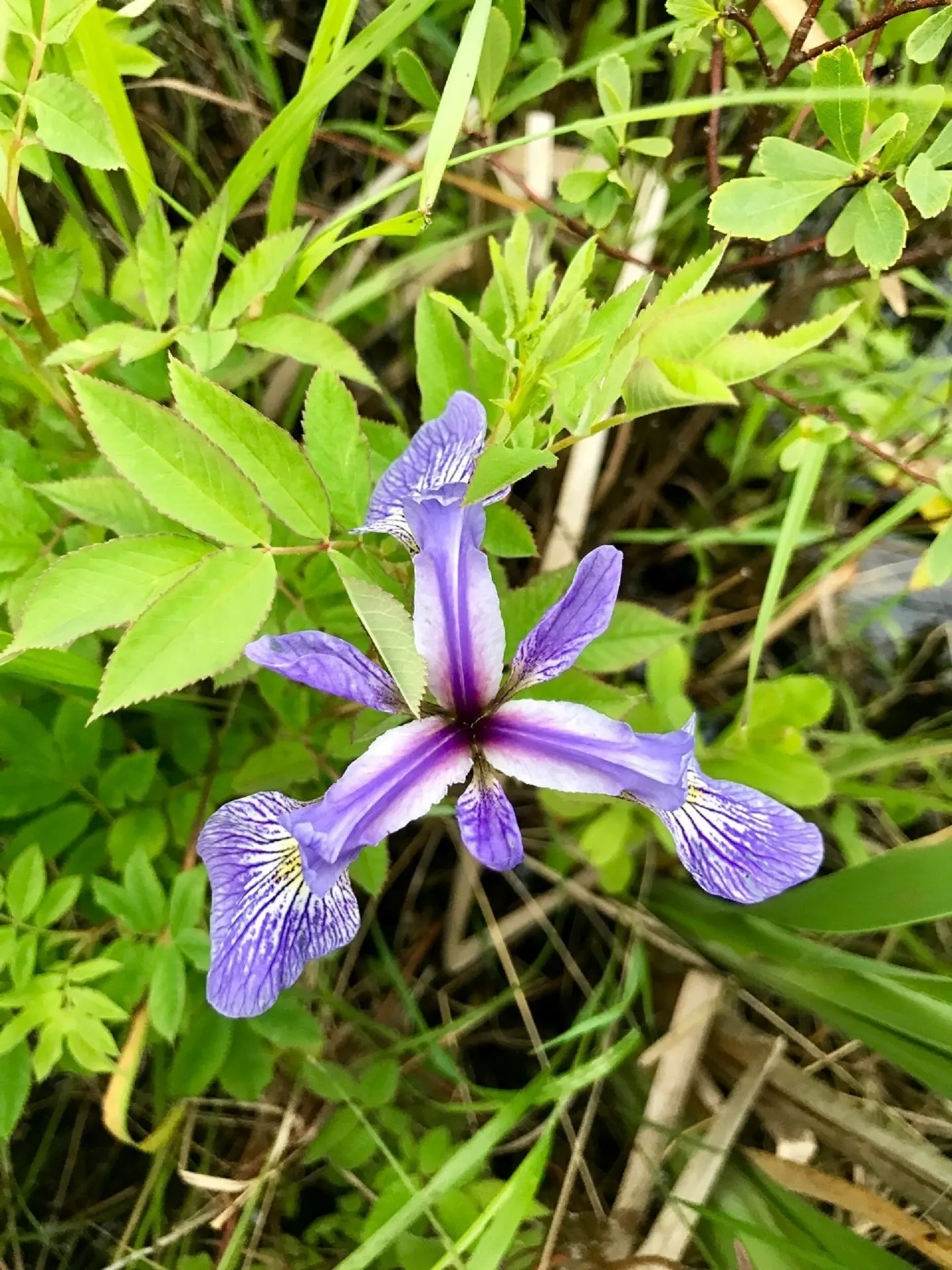 Blue Flag (Iris Versicolor) — is a captivating perennial that brings a splash of vibrant color to any garden; it produces vibrant blue to purple, image 58