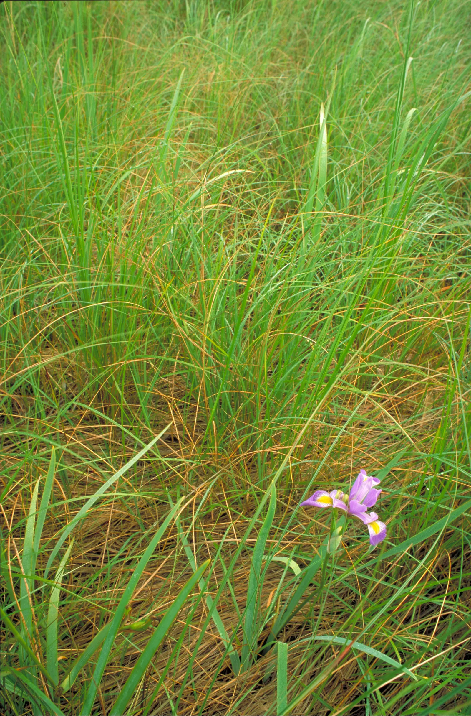 Blue Flag (Iris Versicolor) — perennial for half; this species is considered low-maintenance, image 75