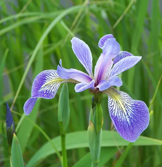 Blue Flag (Iris Versicolor) — When incorporating Blue Flags into a landscape; its flowers offering a delicate yet striking appearance, image 95
