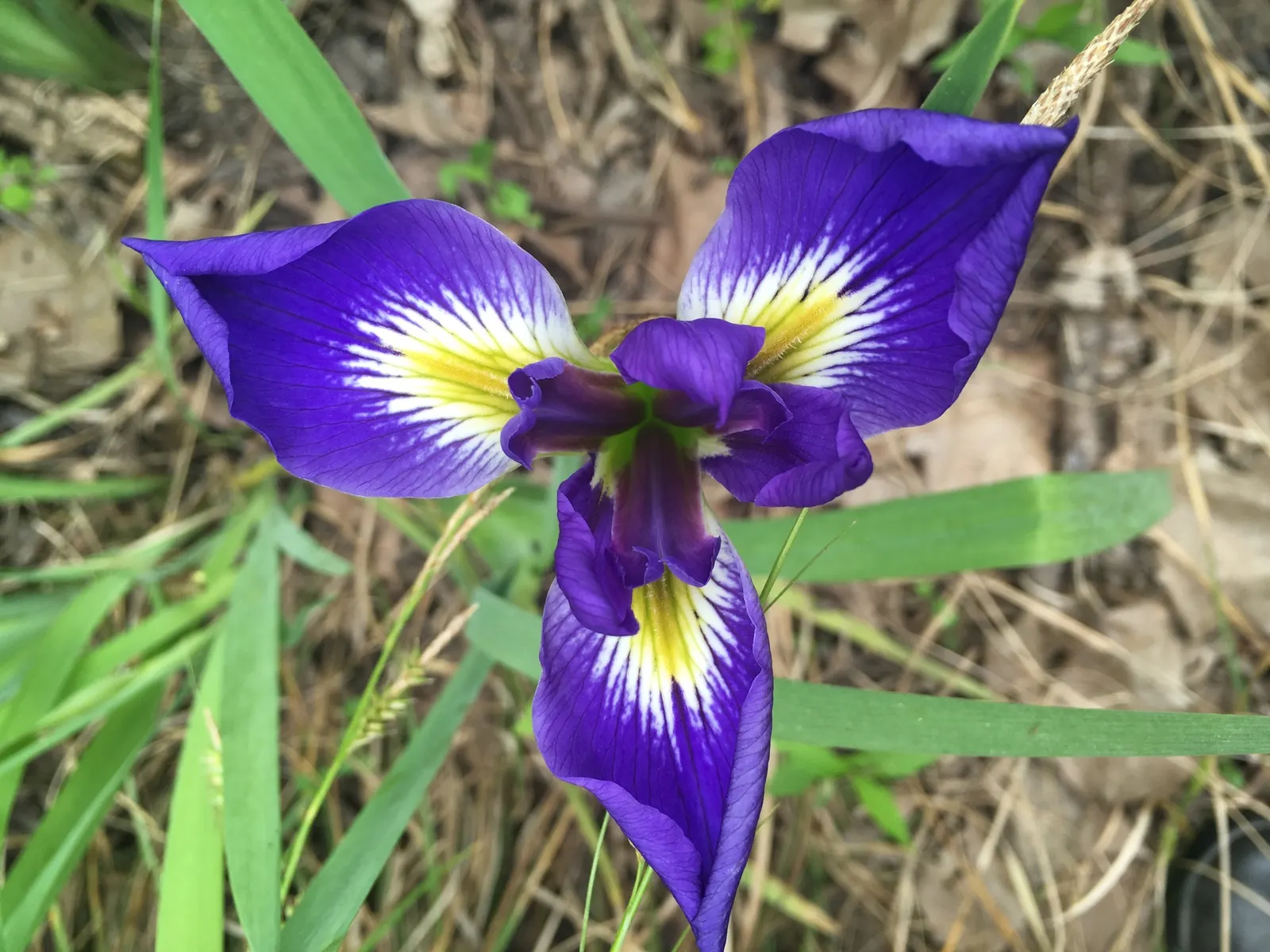 Blue Flag (Iris Versicolor) — The plant prefers full sun to partial shade, image 63
