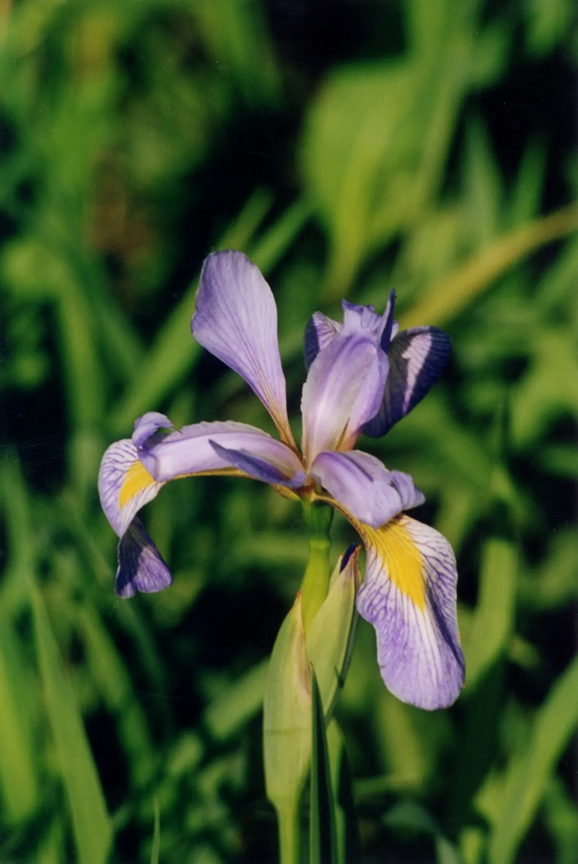 Blue Flag (Iris Versicolor) — Iris versicolor is an excellent choice for a water garden or a rain garden design