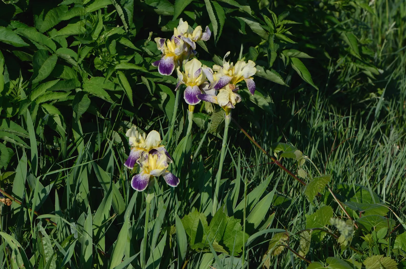 Blue Flag (Iris Versicolor) — blue and lavender and multi-colored flowers in the garden; is a captivating perennial that brings a splash of vibrant, image 98