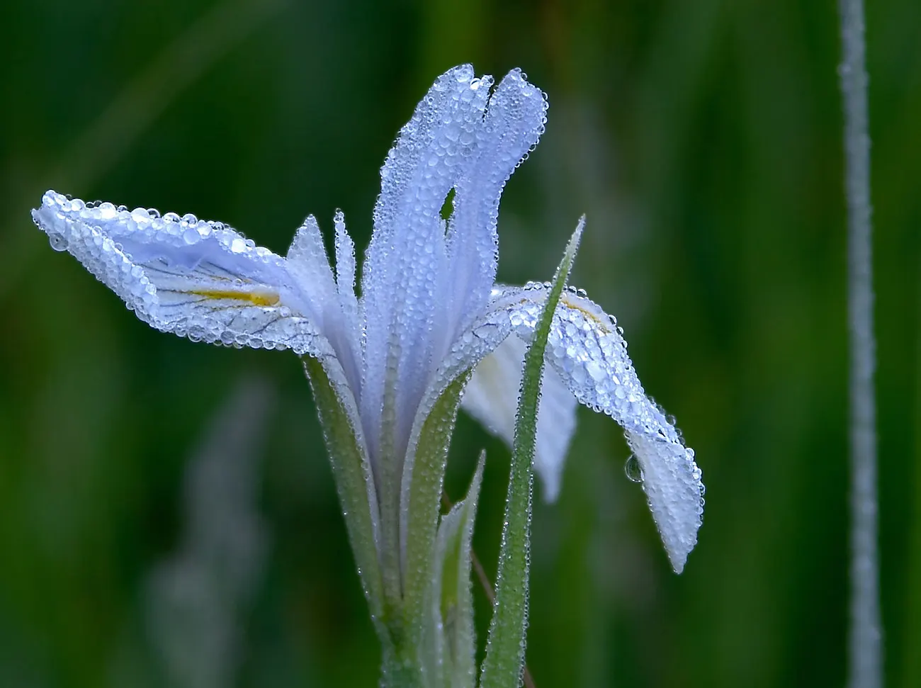 Blue Flag (Iris Versicolor) — This species is considered low-maintenance
