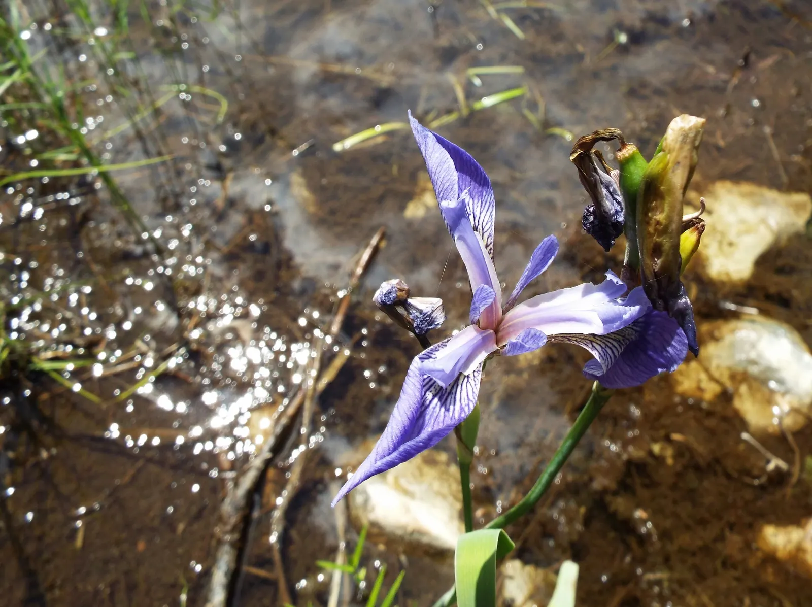 Blue Flag (Iris Versicolor) — Grows to 2‚Äì3 feet tall with lance-shaped leaves; each blossom showcases an elegant mix of purple, image 52