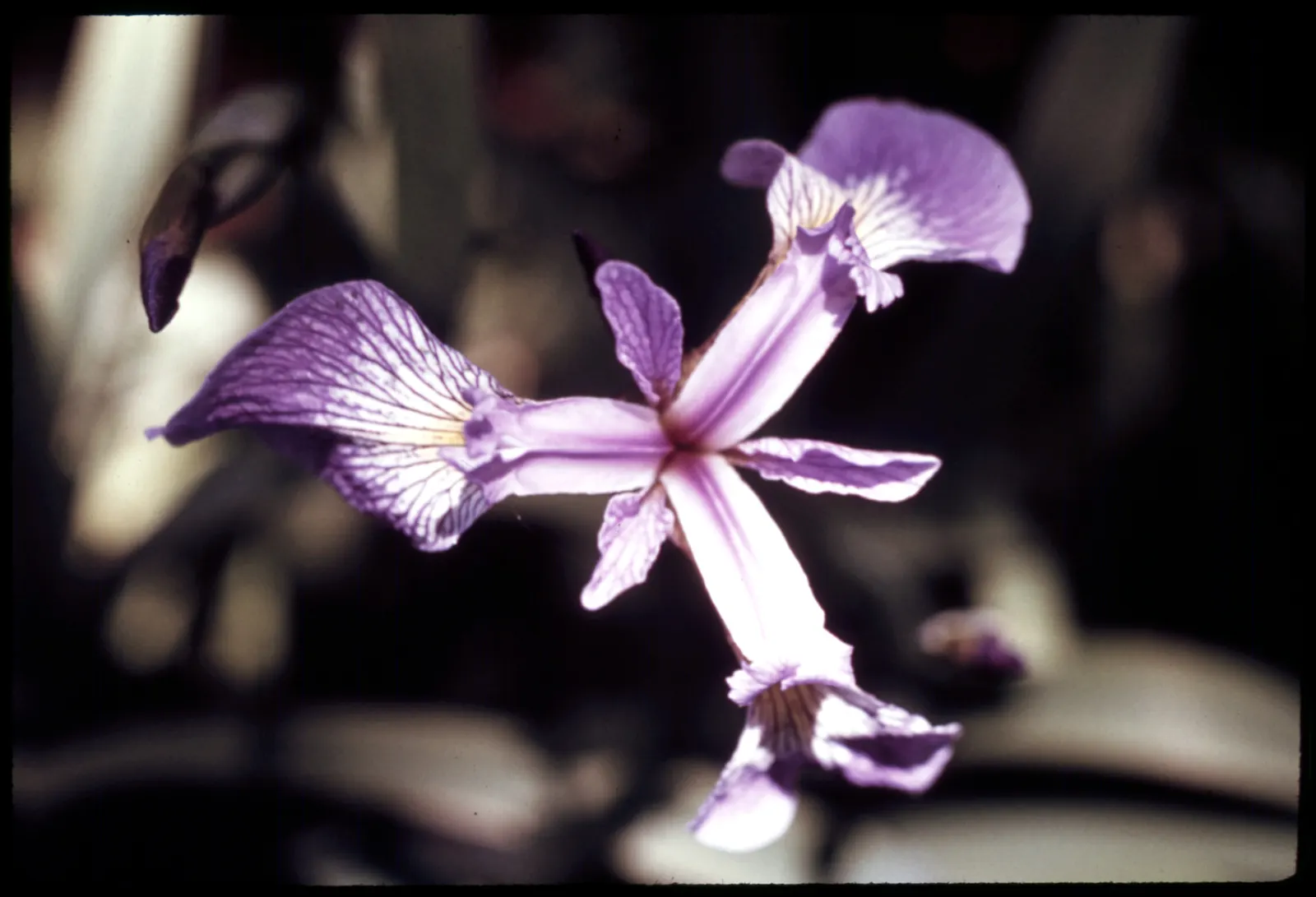Blue Flag (Iris Versicolor) — When incorporating Blue Flags into a landscape
