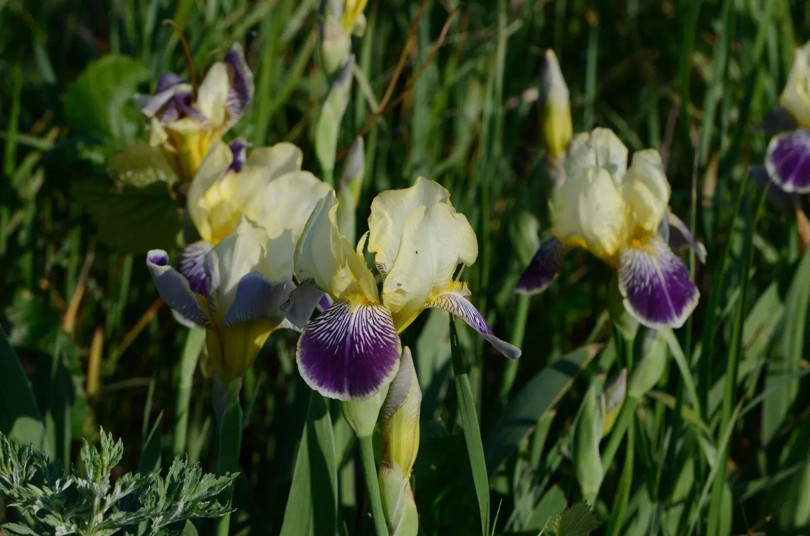 Blue Flag (Iris Versicolor) — each blossom showcases an elegant mix of purple; perennial with blue and lavender and multi-colored blooms, image 86