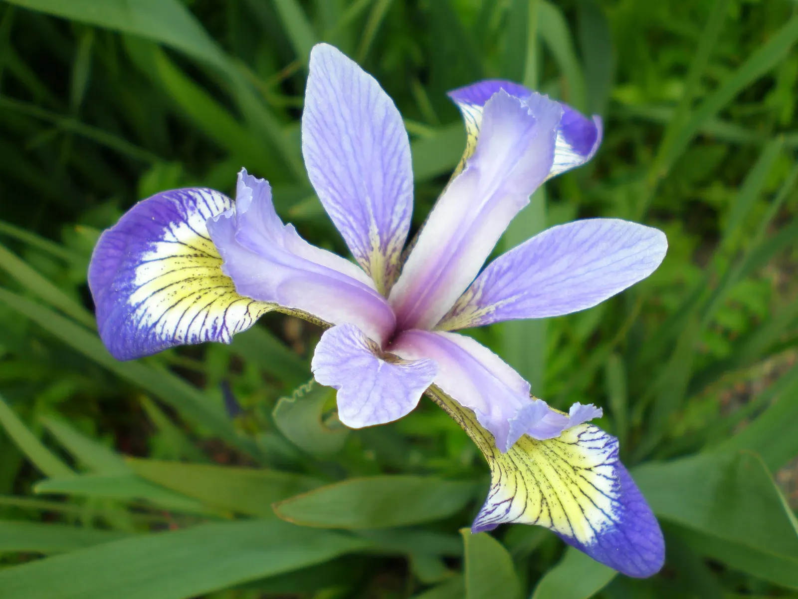 Blue Flag (Iris Versicolor) — Grows to 2‚Äì3 feet tall with lance-shaped leaves; each blossom showcases an elegant mix of purple, image 77