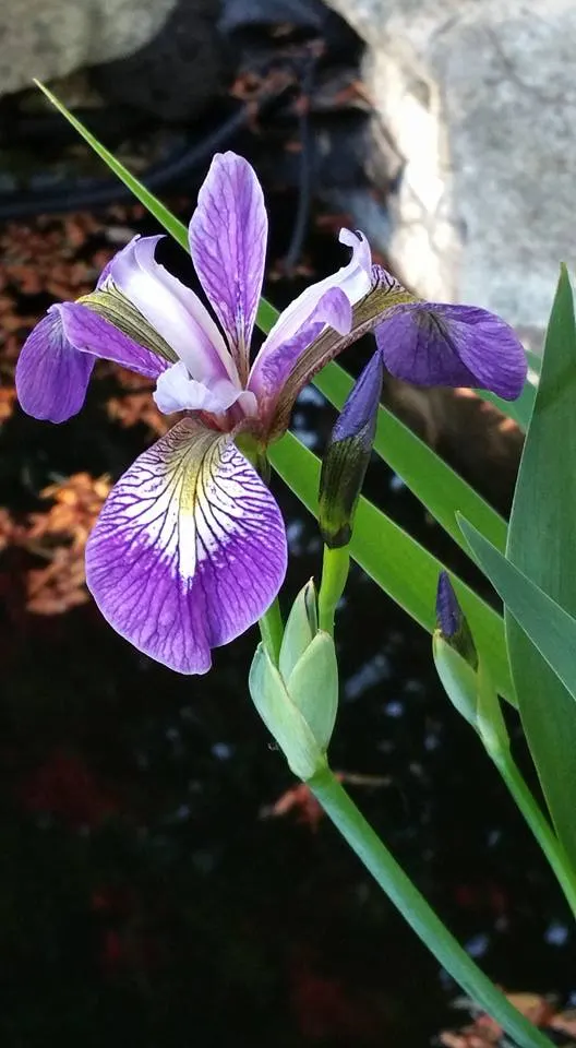 Blue Flag (Iris Versicolor) — is a captivating perennial that brings a splash of vibrant color to any garden; it produces vibrant blue to purple, image 83