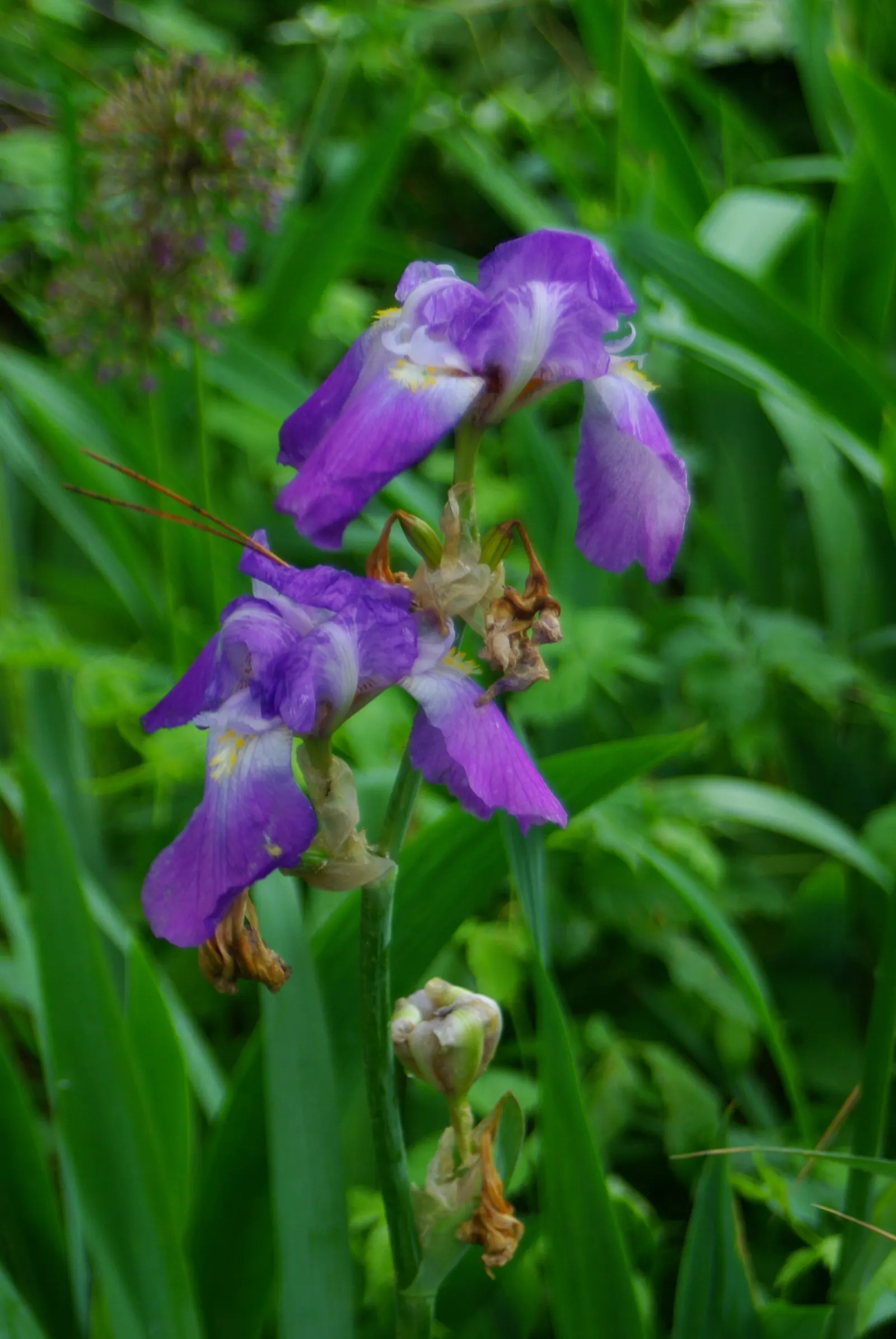 Blue Flag (Iris Versicolor) — perennial for half