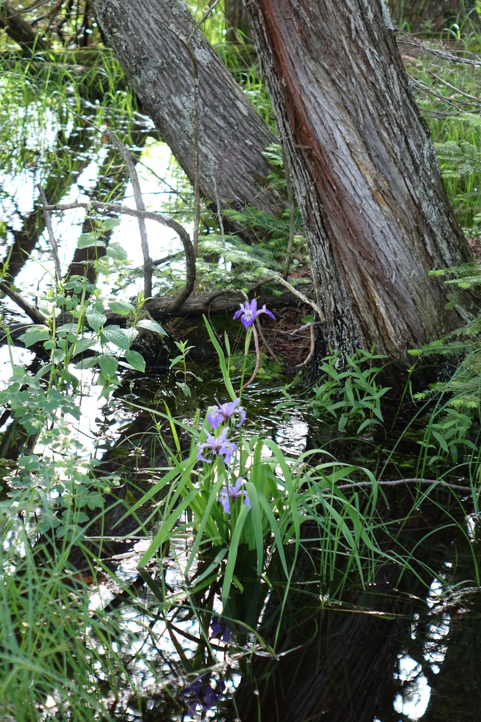 Blue Flag (Iris Versicolor) — With its striking blue-violet flowers