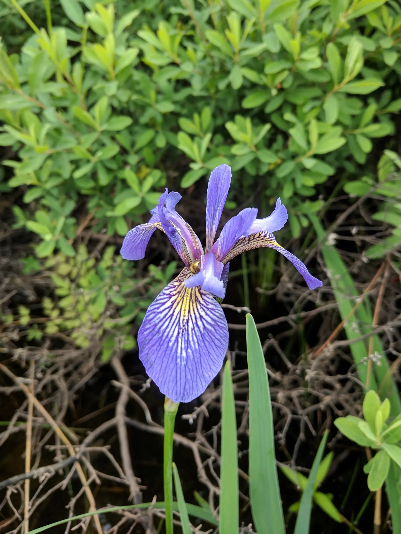 Blue Flag (Iris Versicolor) — It is adaptable to a variety of soil types; grows to 2‚Äì3 feet tall with lance-shaped leaves
